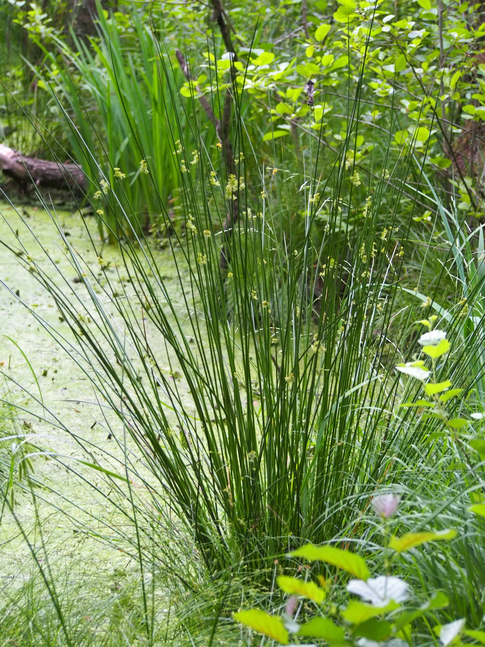 Soft Rush (Juncus Effusus) — they add subtle interest and can be a conversation starter for curious clients.<br><br>Ideal for rain gardens