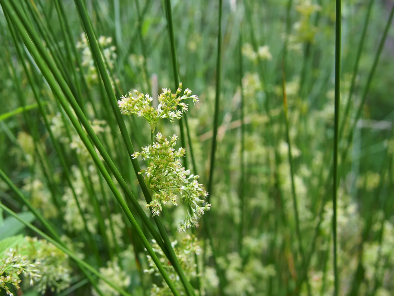 Soft Rush (Juncus Effusus) — It thrives in USDA Zones 4-9, reaching 2-4 feet tall with a 1-2 foot spread; while often considered an ideal choice for wetland or