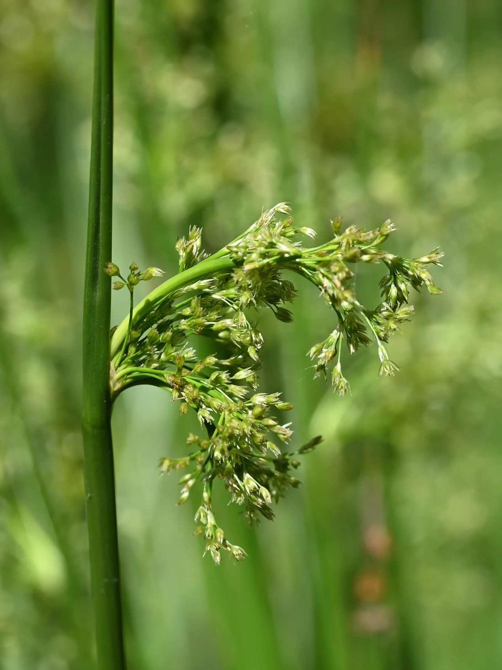 Soft Rush (Juncus Effusus) — is an elegant perennial that brings a touch of graceful