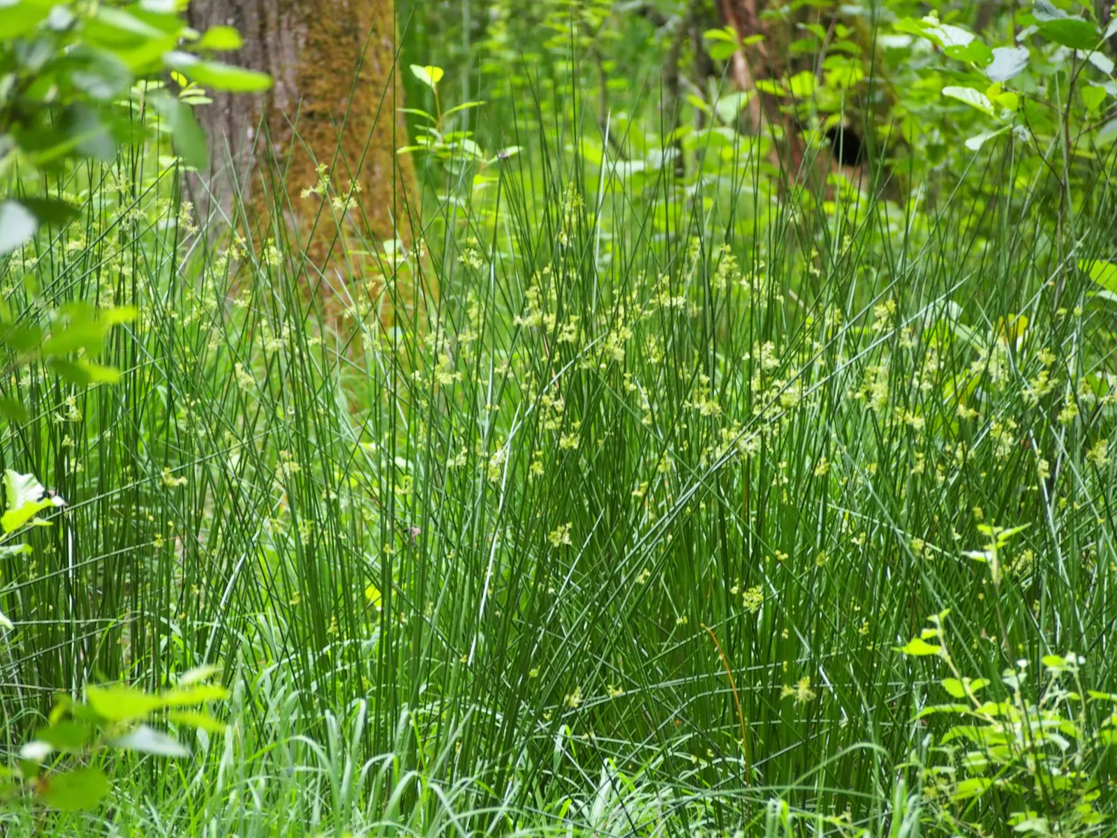 Soft Rush (Juncus Effusus) — Ideal for wet areas, it excels in water gardens or damp soils; it requires minimal maintenance and is not typically subject to