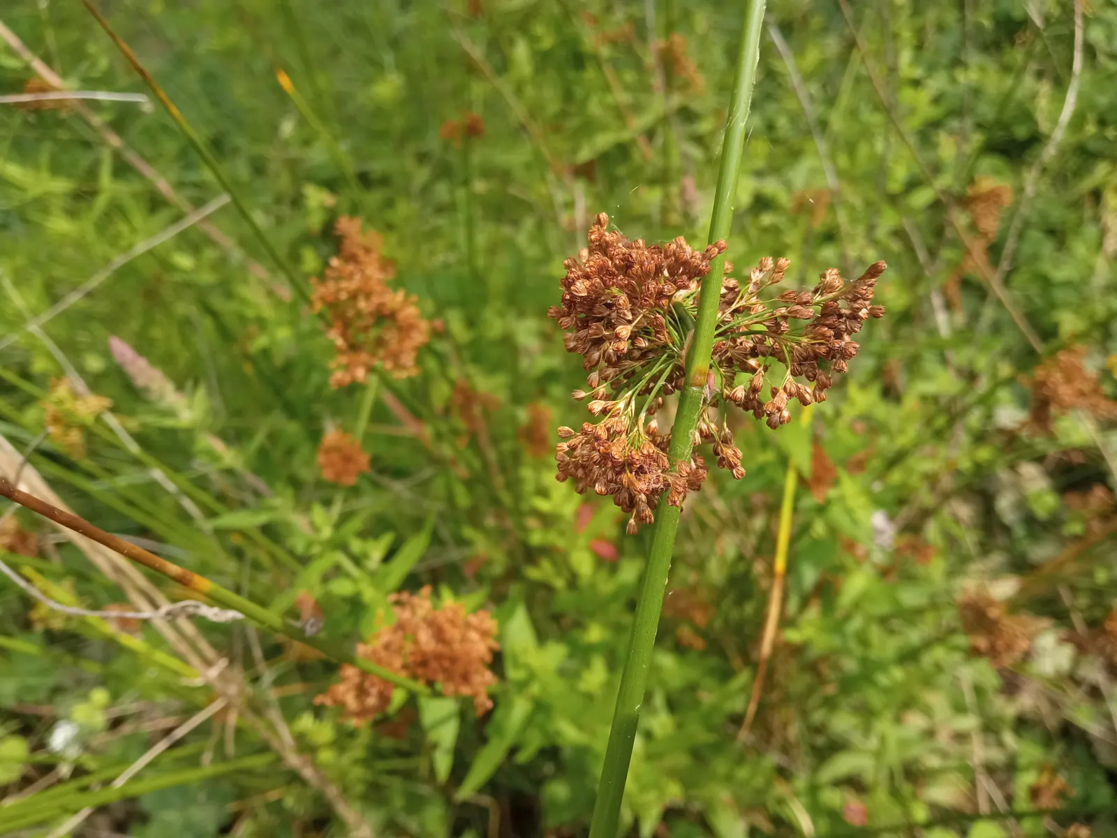 Soft Rush (Juncus Effusus) — this hardy plant thrives in USDA hardiness zones 4 through 9