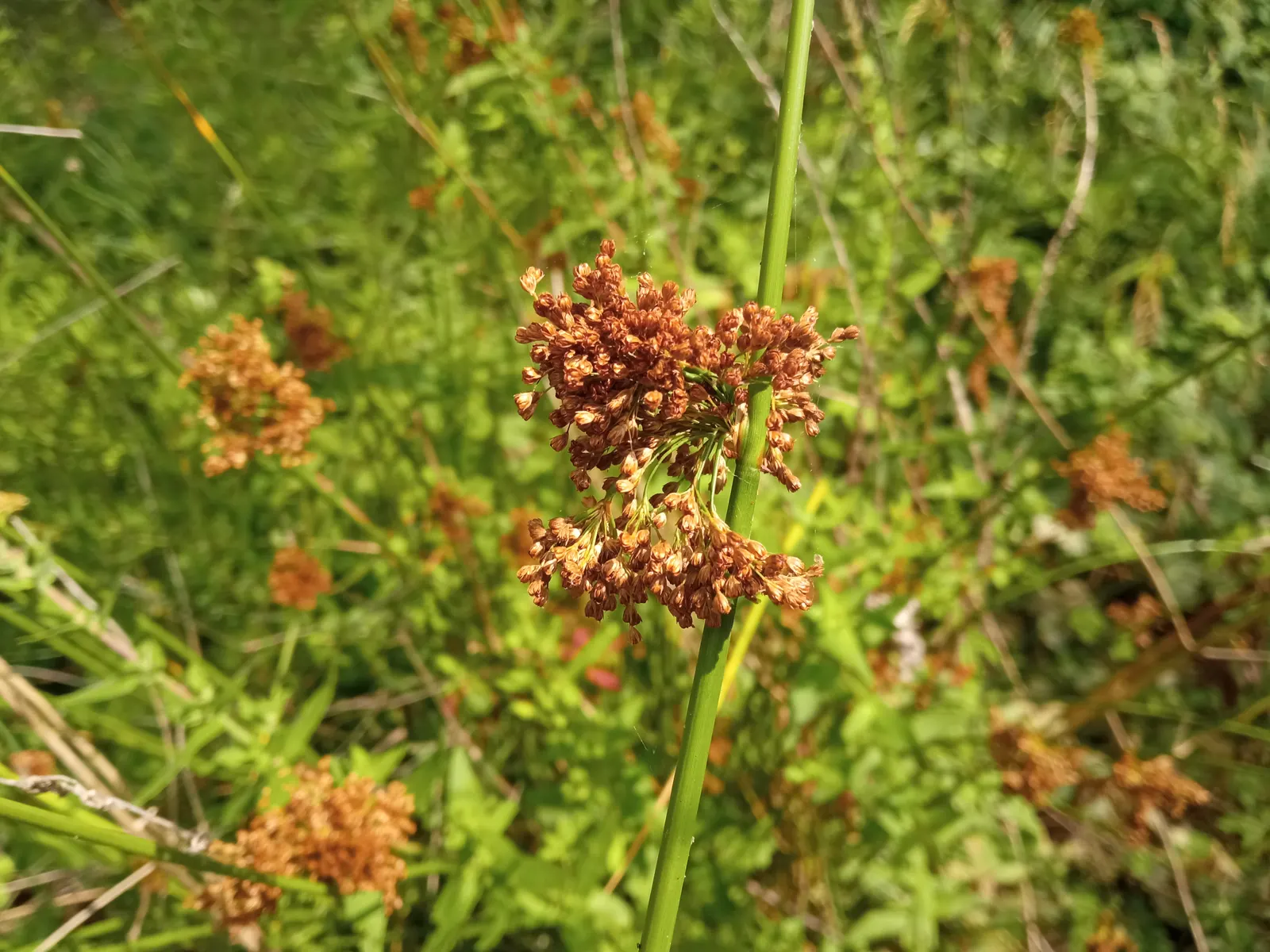 Soft Rush (Juncus Effusus) — gold flowers in the garden