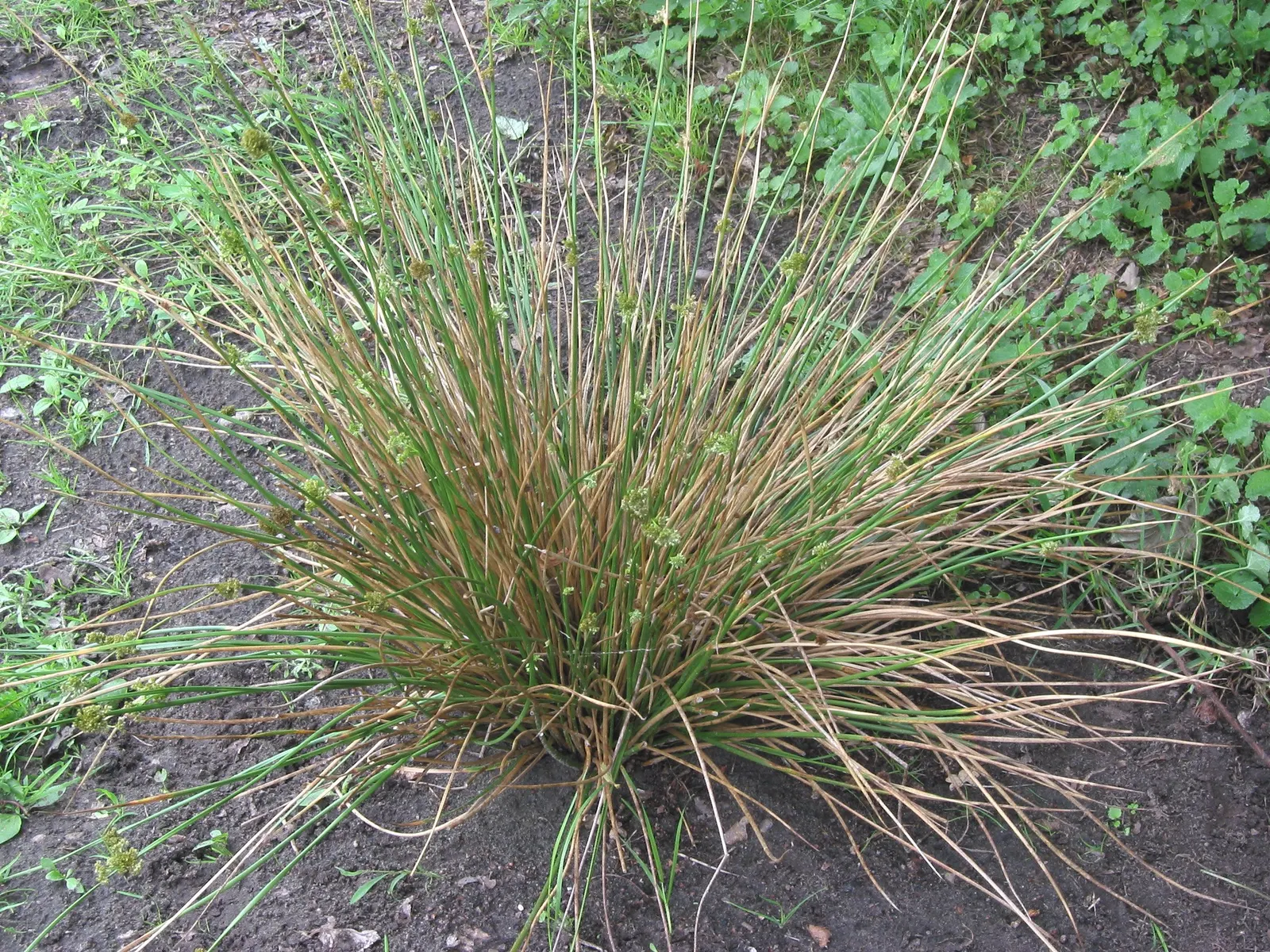 Soft Rush (Juncus Effusus) — It is also excellent for erosion control on slopes near bodies of water