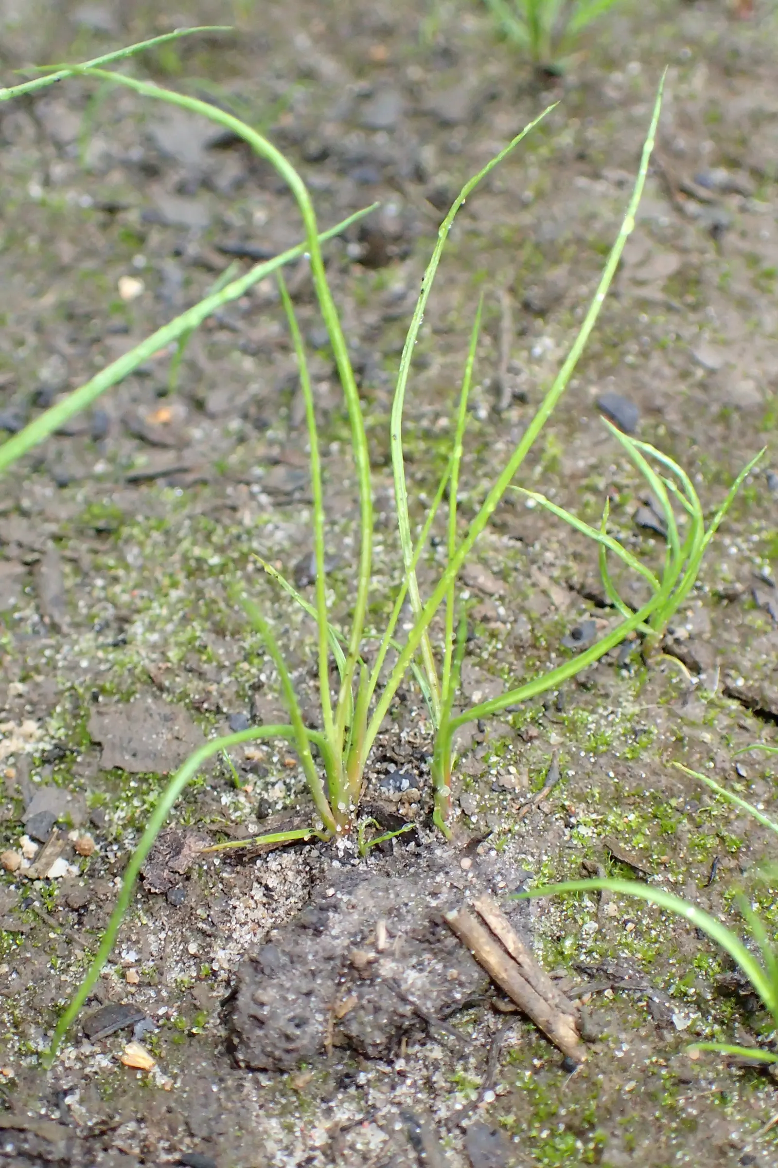 Soft Rush (Juncus Effusus) — gold flowers in the garden; the Soft Rush is also surprisingly adaptable to garden conditions