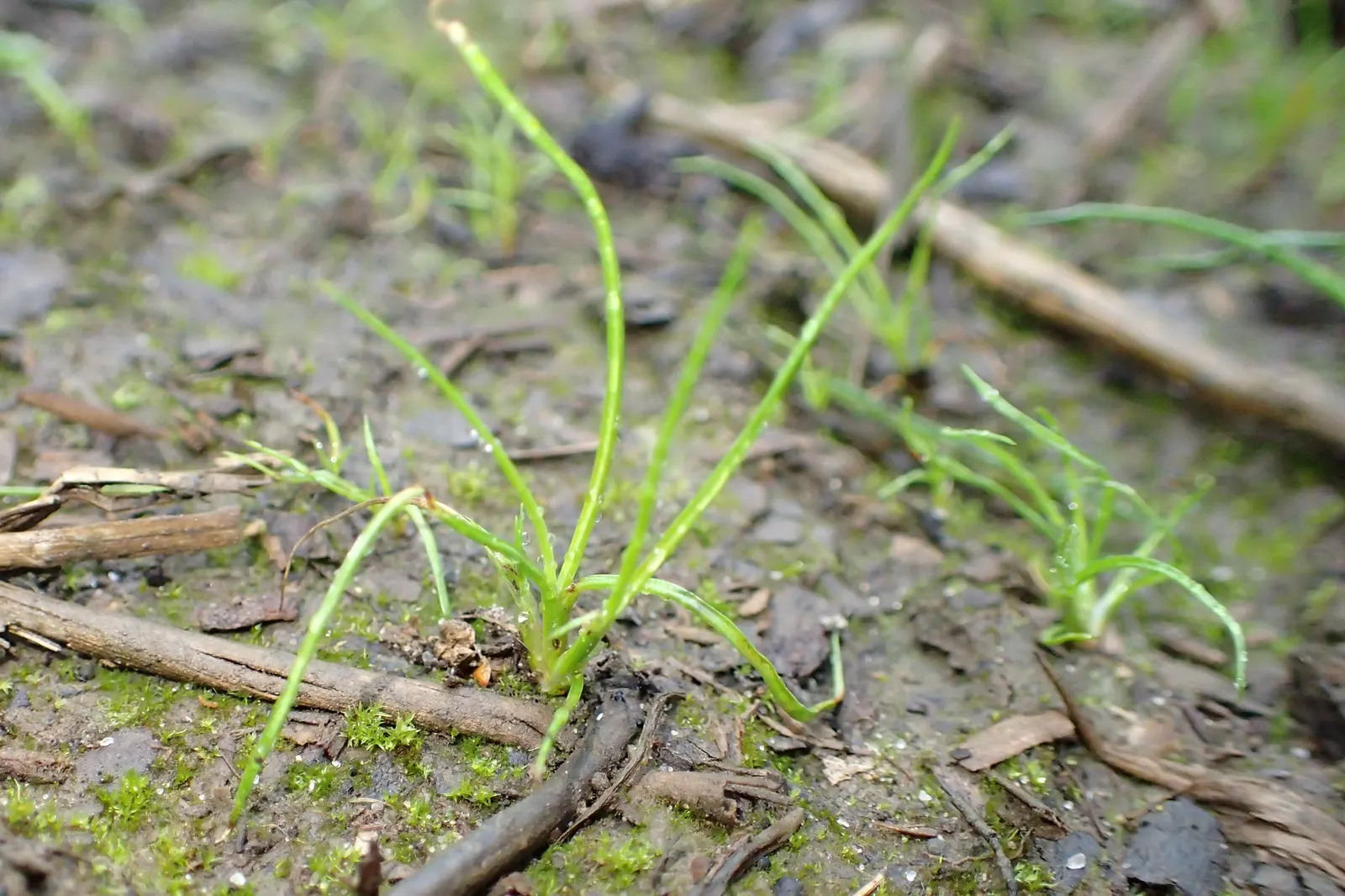 Soft Rush (Juncus Effusus) — It thrives in USDA Zones 4-9, reaching 2-4 feet tall with a 1-2 foot spread; while often considered an ideal choice, image 89