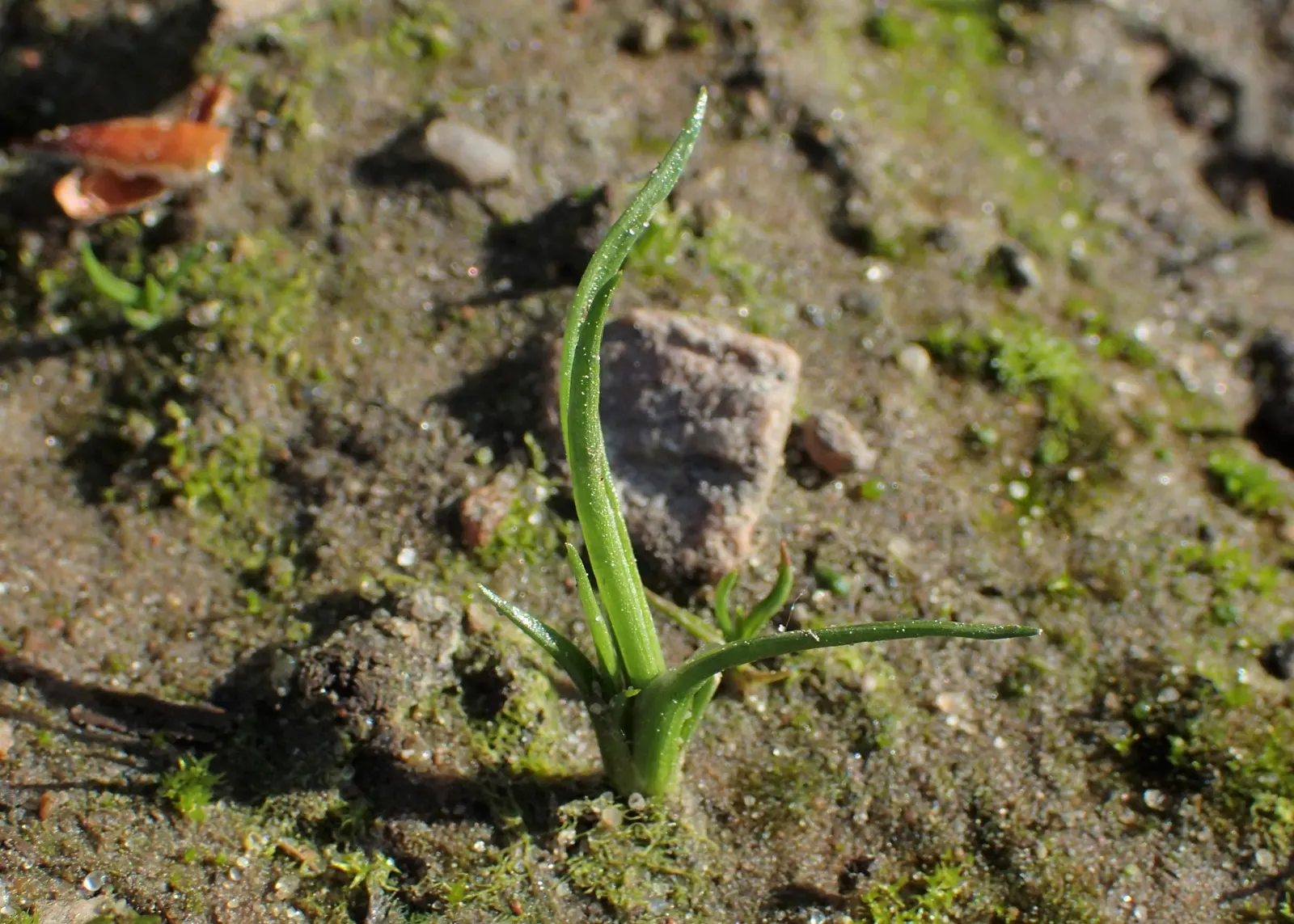 Soft Rush (Juncus Effusus) — or as a naturalized meadow accent; provided the soil remains consistently moist.<br><br>Native to marshes and wet, image 81