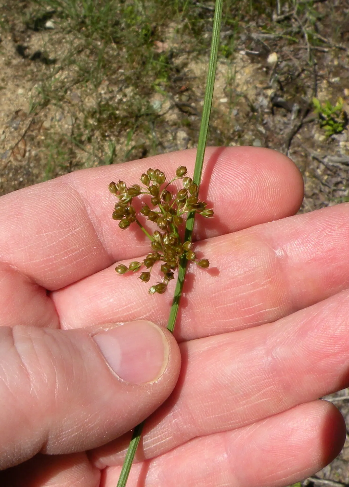 Soft Rush (Juncus Effusus) — <br><br>The Soft Rush flowers from June to September