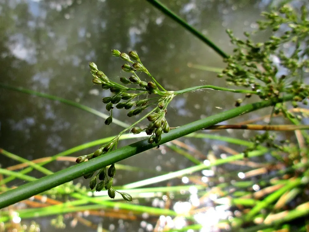 Soft Rush (Juncus Effusus) — gold flowers in the garden; the Soft Rush is also surprisingly adaptable to garden conditions, image 85