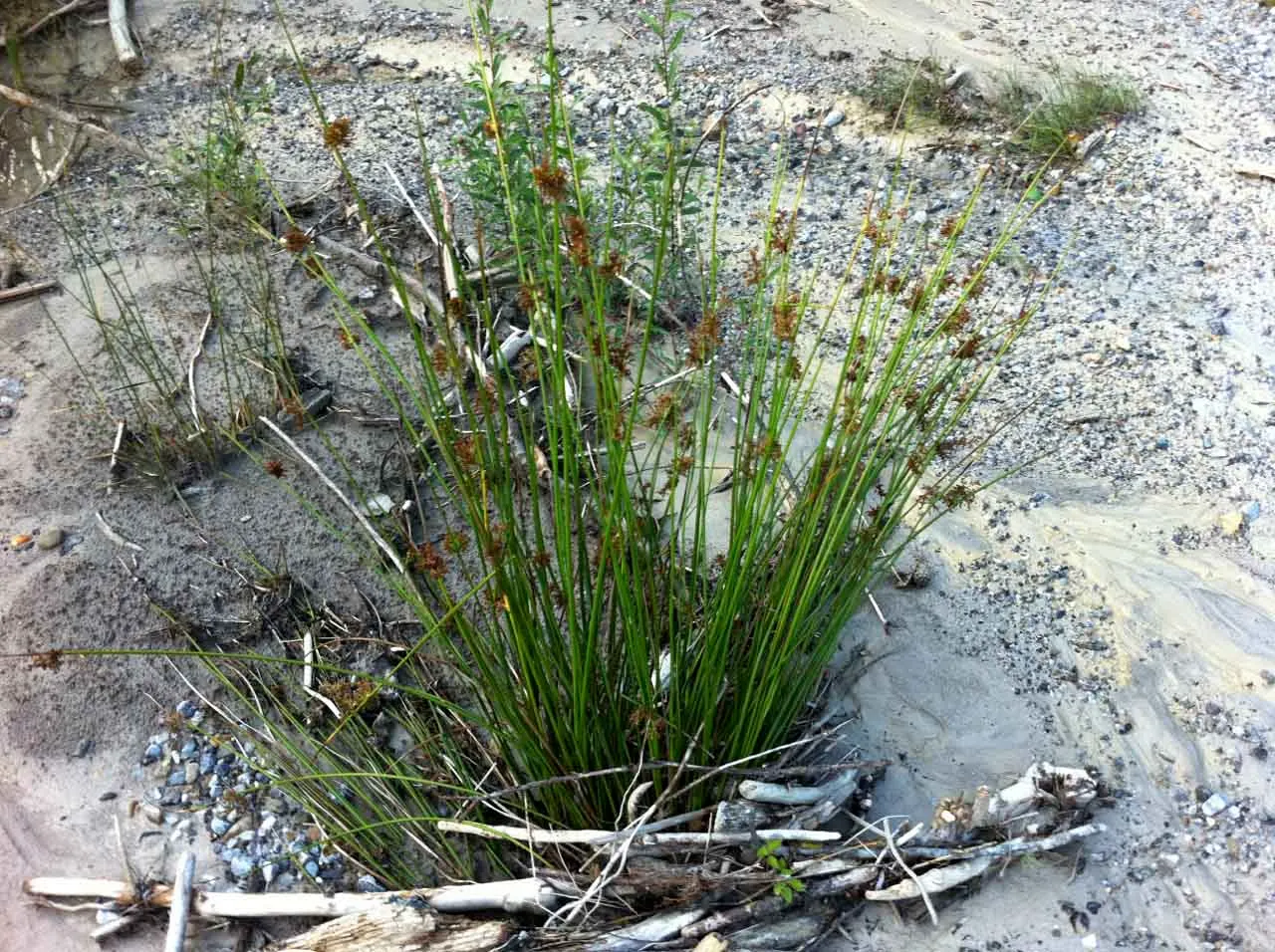 Soft Rush (Juncus Effusus) — While the blooms are not the main attraction; grass with gold blooms
