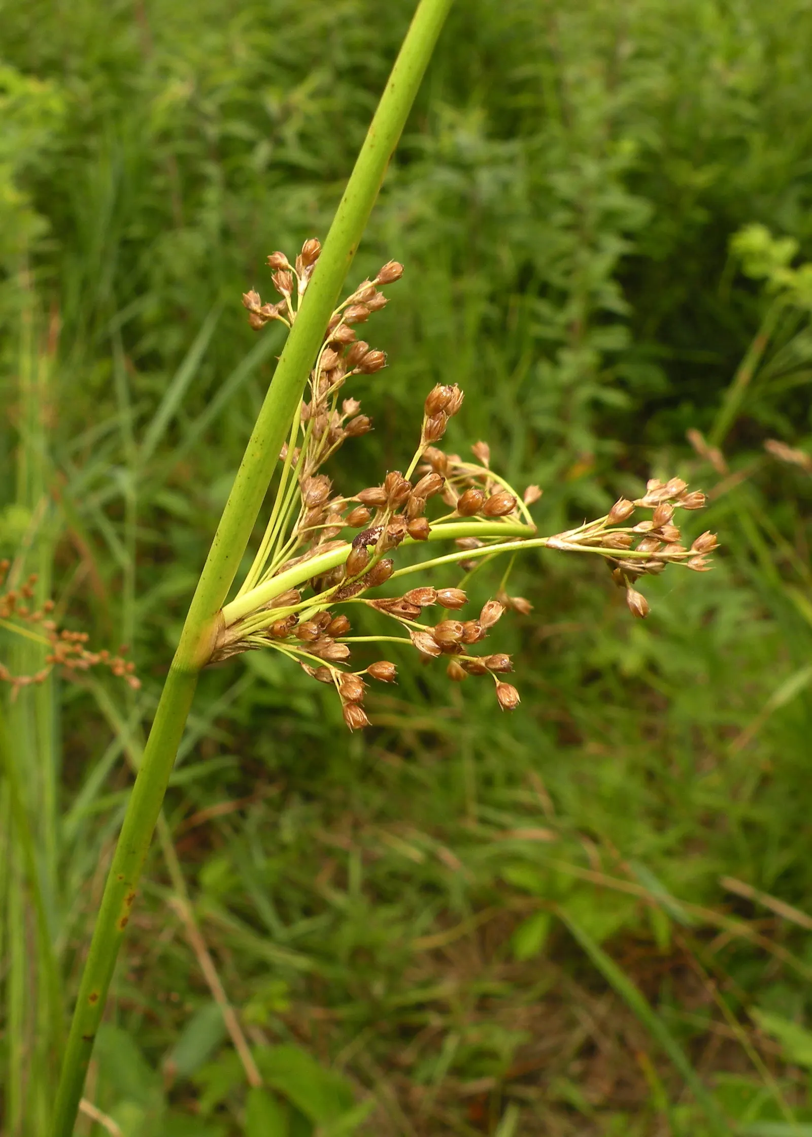 Soft Rush (Juncus Effusus) — grass for full or half or shade; making it both a functional and visually pleasing choice for diverse landscaping, image 87