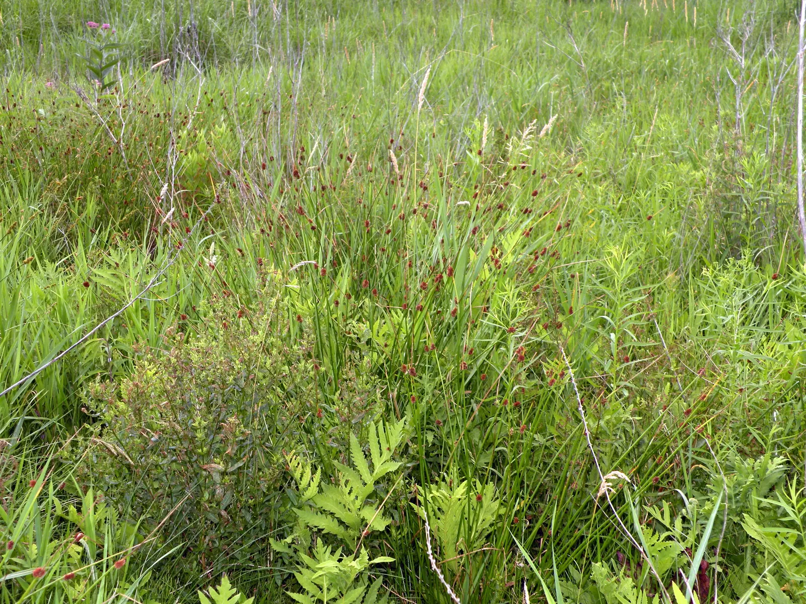 Soft Rush (Juncus Effusus) — is an herbaceous perennial esteemed for its upright