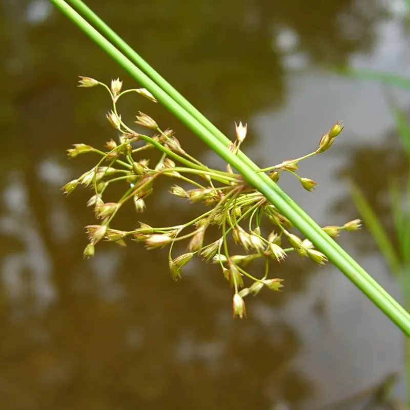 Soft Rush (Juncus Effusus) — is an herbaceous perennial esteemed for its upright; this low-maintenance plant adds year-round interest and texture to any