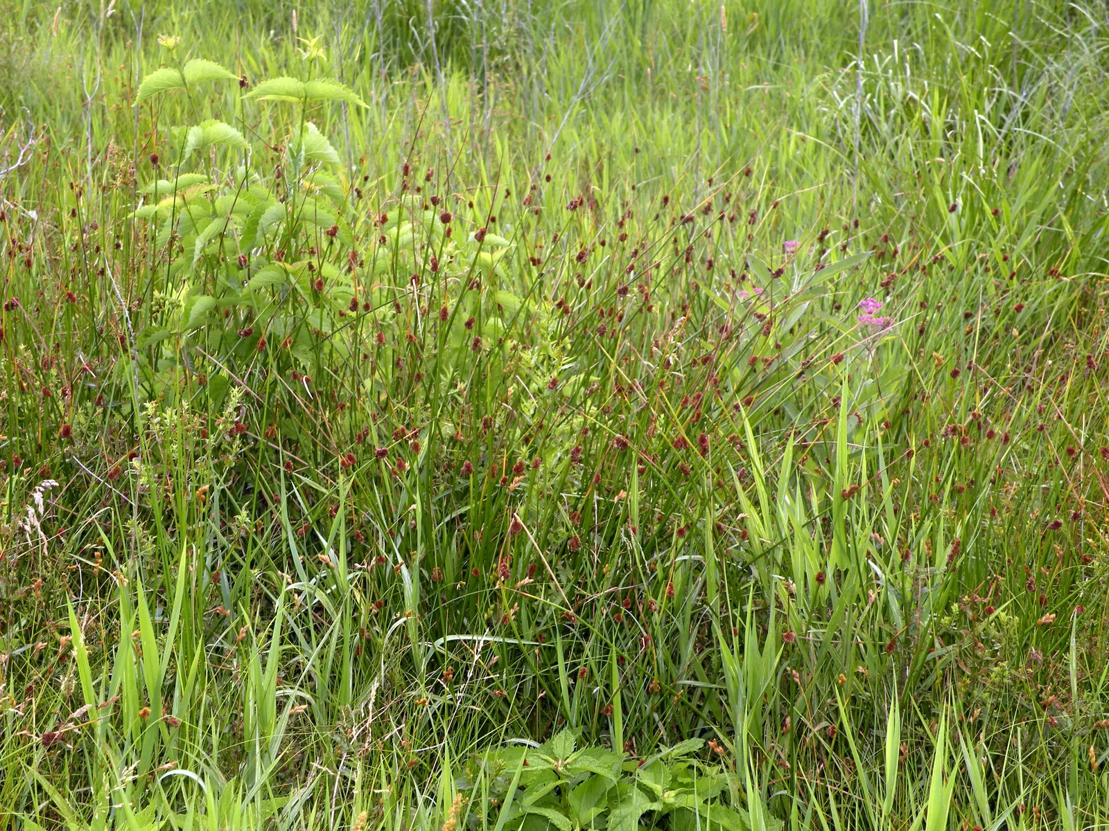 Soft Rush (Juncus Effusus) — or as a naturalized meadow accent; provided the soil remains consistently moist.<br><br>Native to marshes and wet meadows