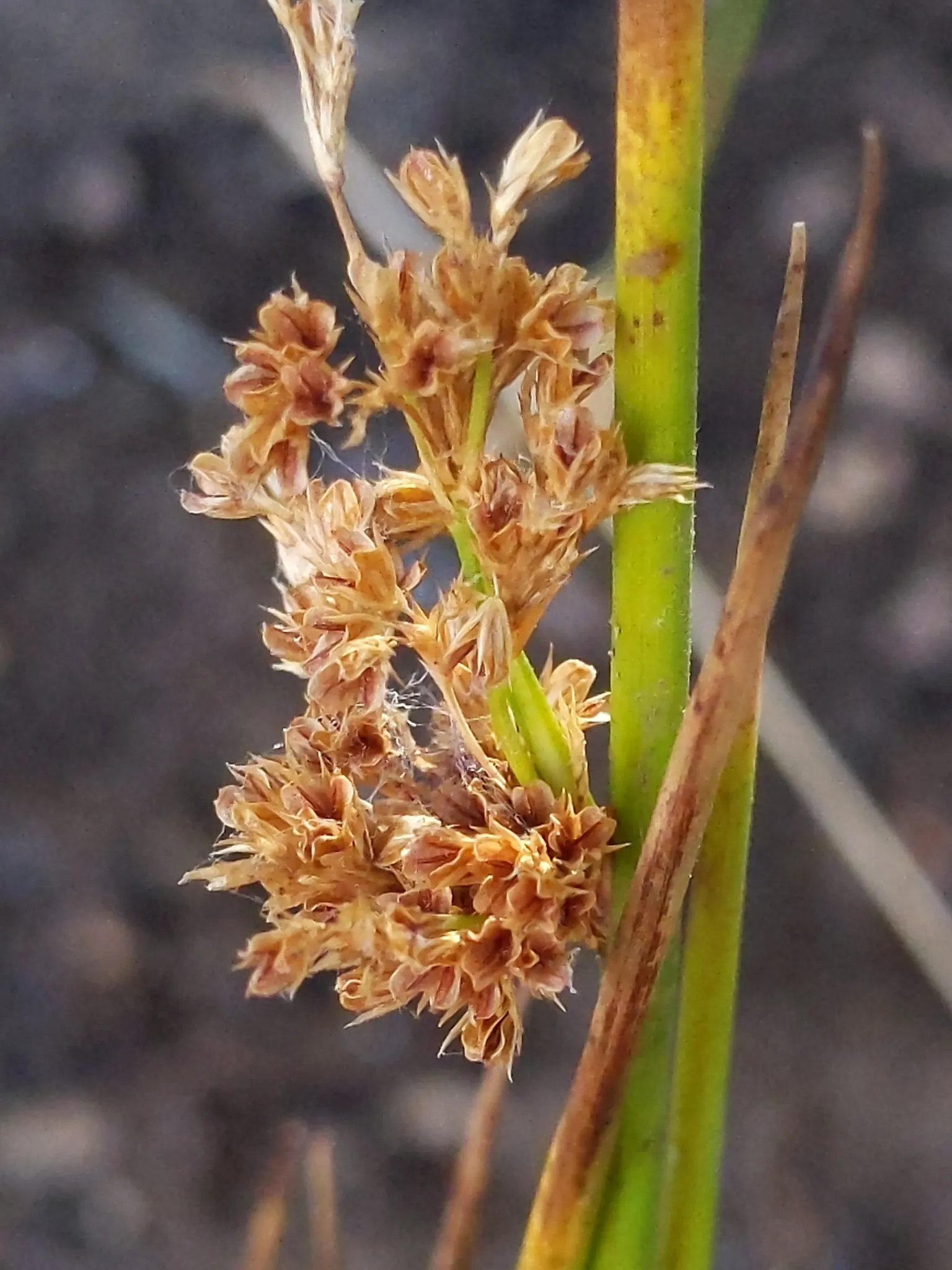 Soft Rush (Juncus Effusus) — It requires minimal maintenance and is not typically subject to serious pest or disease issues; is an elegant, image 76