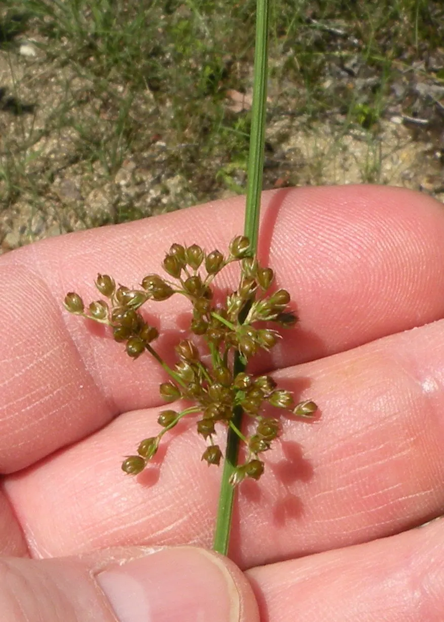 Soft Rush (Juncus Effusus) — Juncus effusus offers an appealing texture contrast when placed against broad-leaved plants or groundcovers