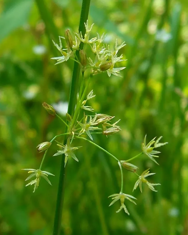 Soft Rush (Juncus Effusus) — inconspicuous brown blooms at the stem tips