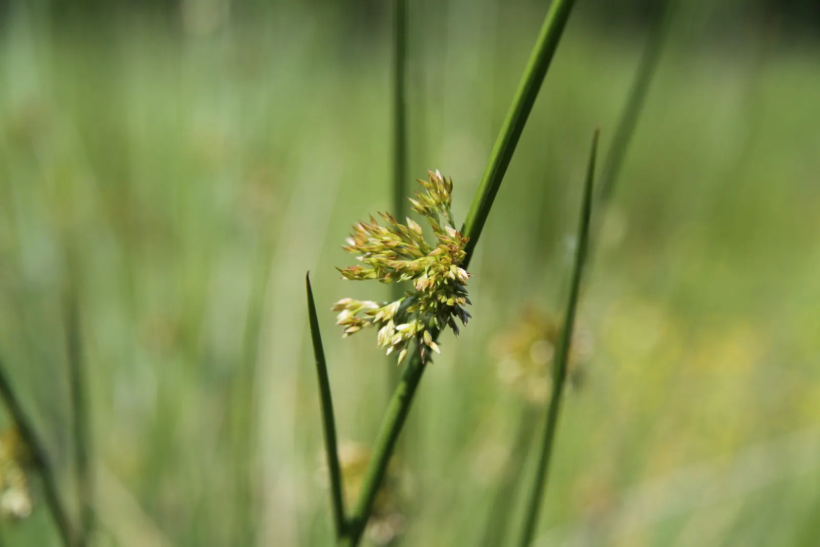 Soft Rush (Juncus Effusus) — This low-maintenance plant adds year-round interest and texture to any landscape; it is also excellent for erosion control on