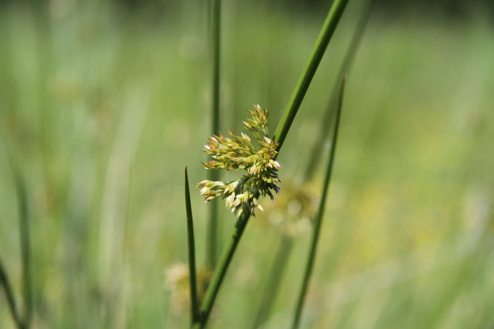 Soft Rush (Juncus Effusus) — cylindrical stems create a striking fountain-like clump; growing to a height of 1.5 to 4 feet tall with a similar, image 68