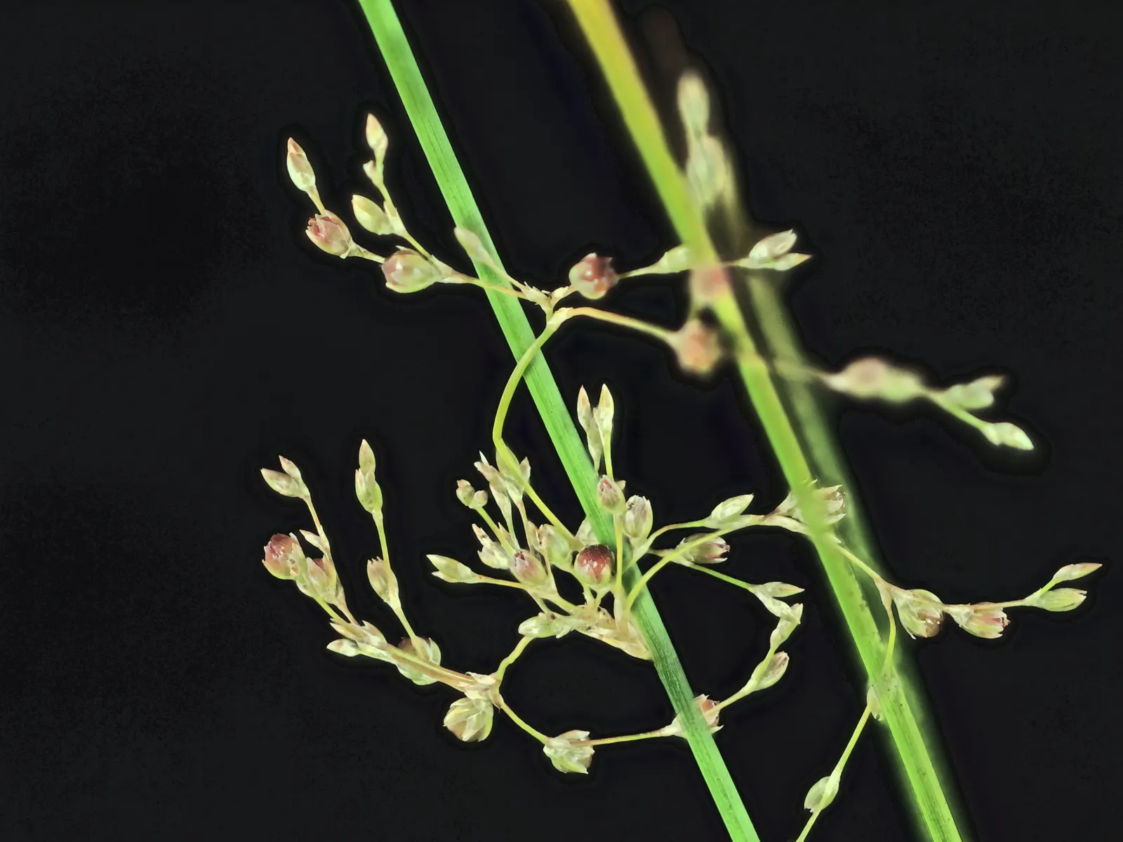 Soft Rush (Juncus Effusus) — While often considered an ideal choice for wetland or aquatic settings; juncus effusus can tolerate partial shade