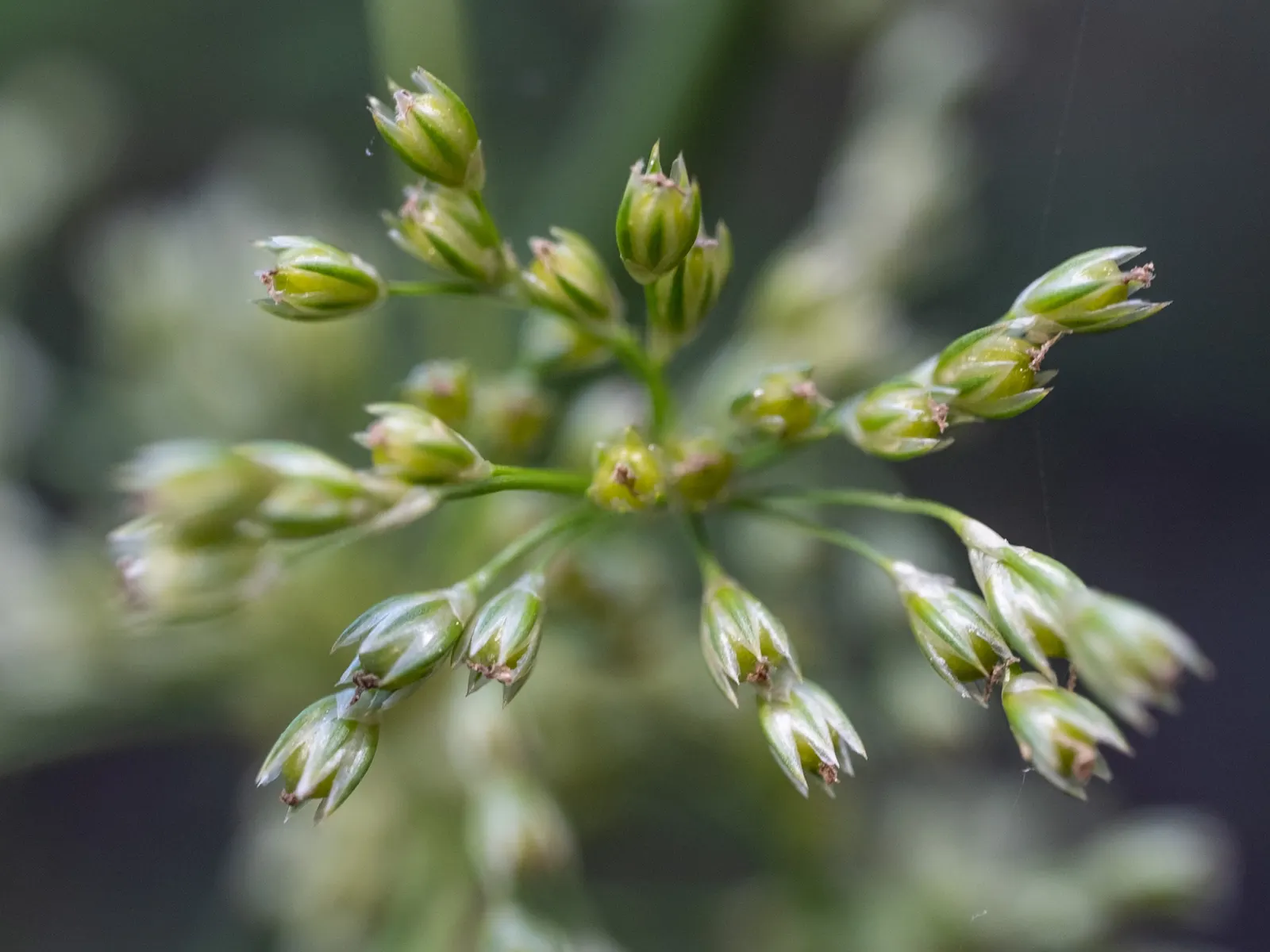 Soft Rush (Juncus Effusus) — cylindrical stems create a striking fountain-like clump