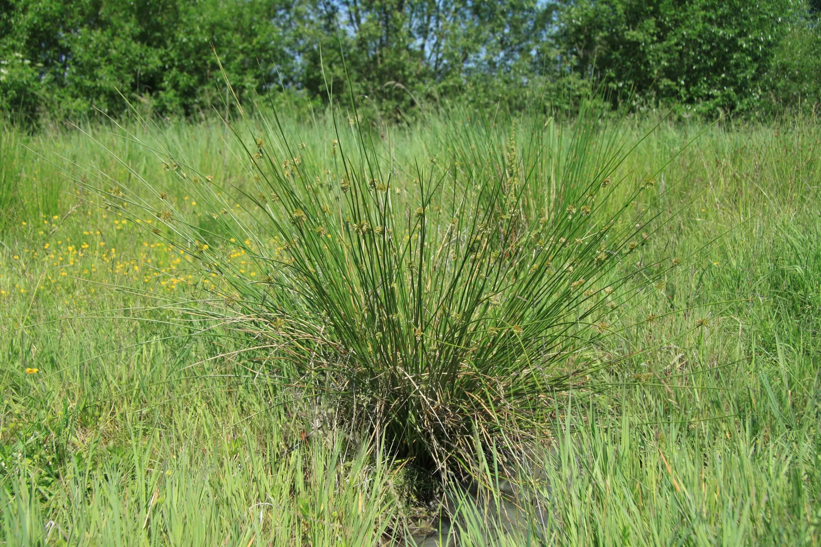 Soft Rush (Juncus Effusus) — grass with gold blooms; <br><br>The Soft Rush flowers from June to September