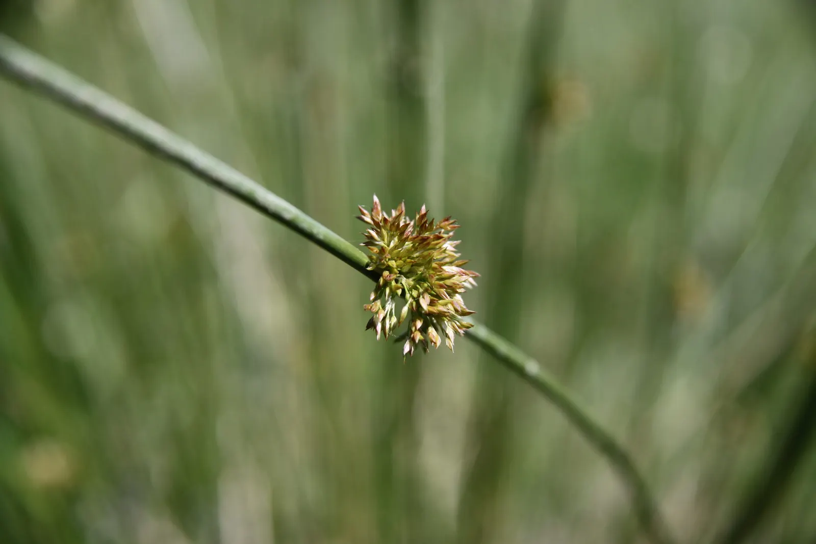 Soft Rush (Juncus Effusus) — they add subtle interest and can be a conversation starter for curious clients.<br><br>Ideal for rain gardens, image 80