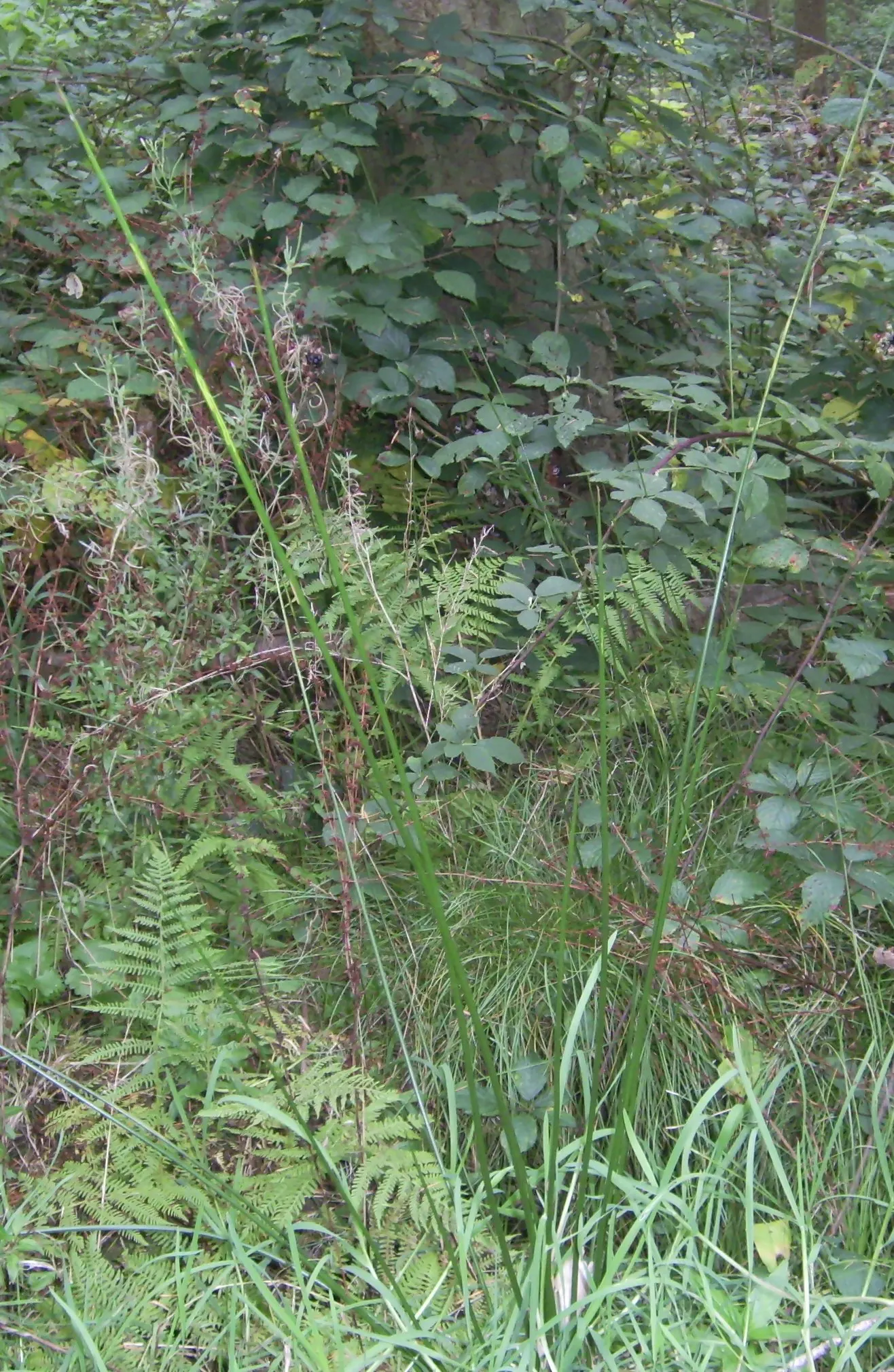 Soft Rush (Juncus Effusus) — is an herbaceous perennial esteemed for its upright; this low-maintenance plant adds year-round interest and texture, image 59