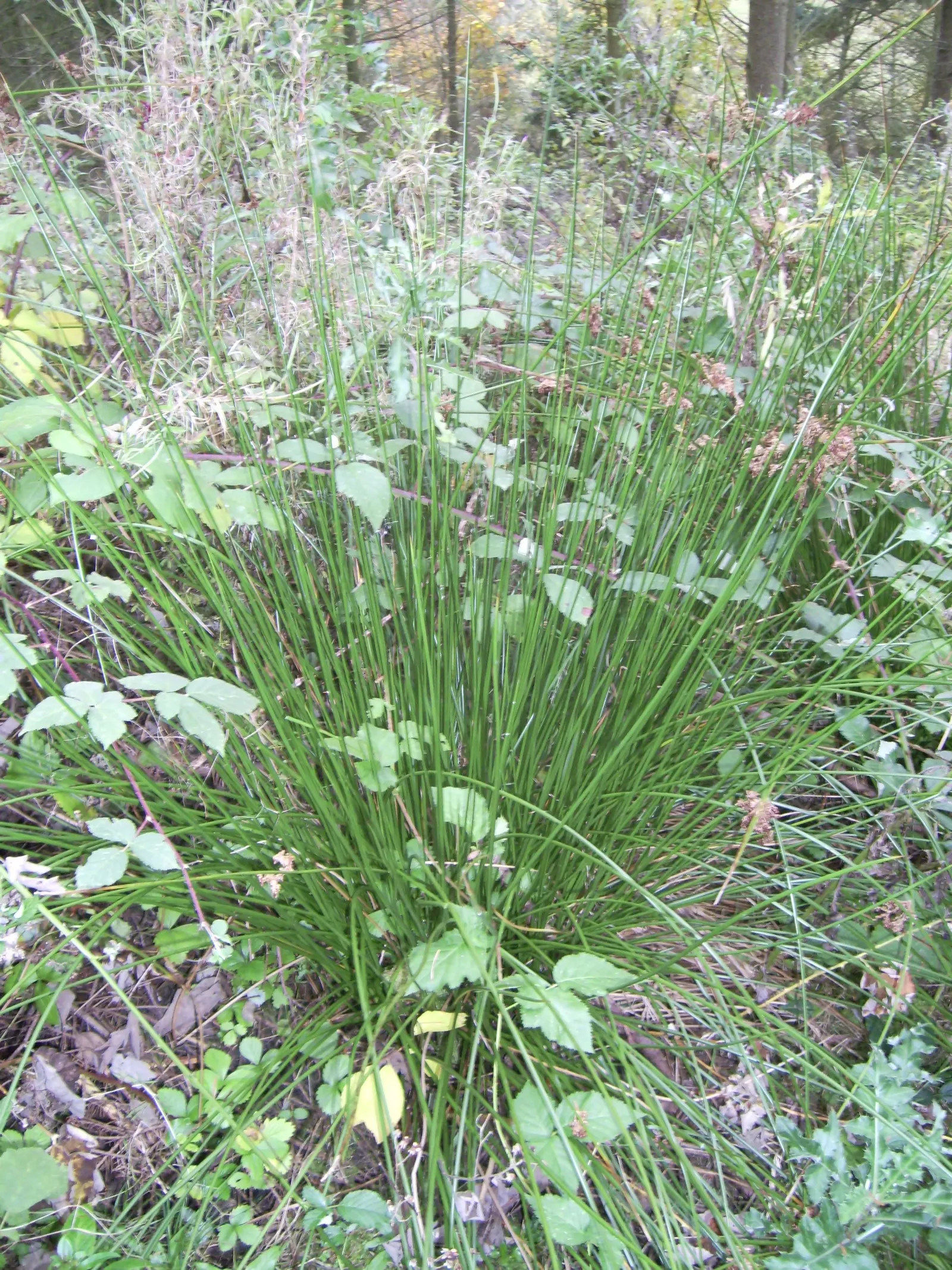 Soft Rush (Juncus Effusus) — provided the soil remains consistently moist.<br><br>Native to marshes and wet meadows