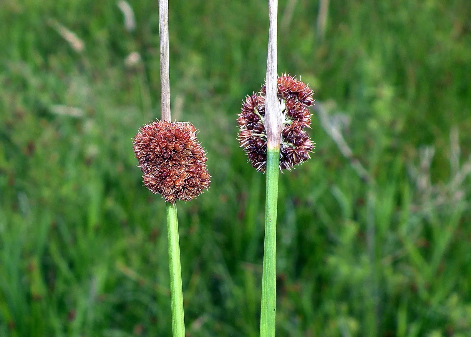 Soft Rush (Juncus Effusus) — It thrives in USDA Zones 4-9, reaching 2-4 feet tall with a 1-2 foot spread; while often considered an ideal choice, image 60