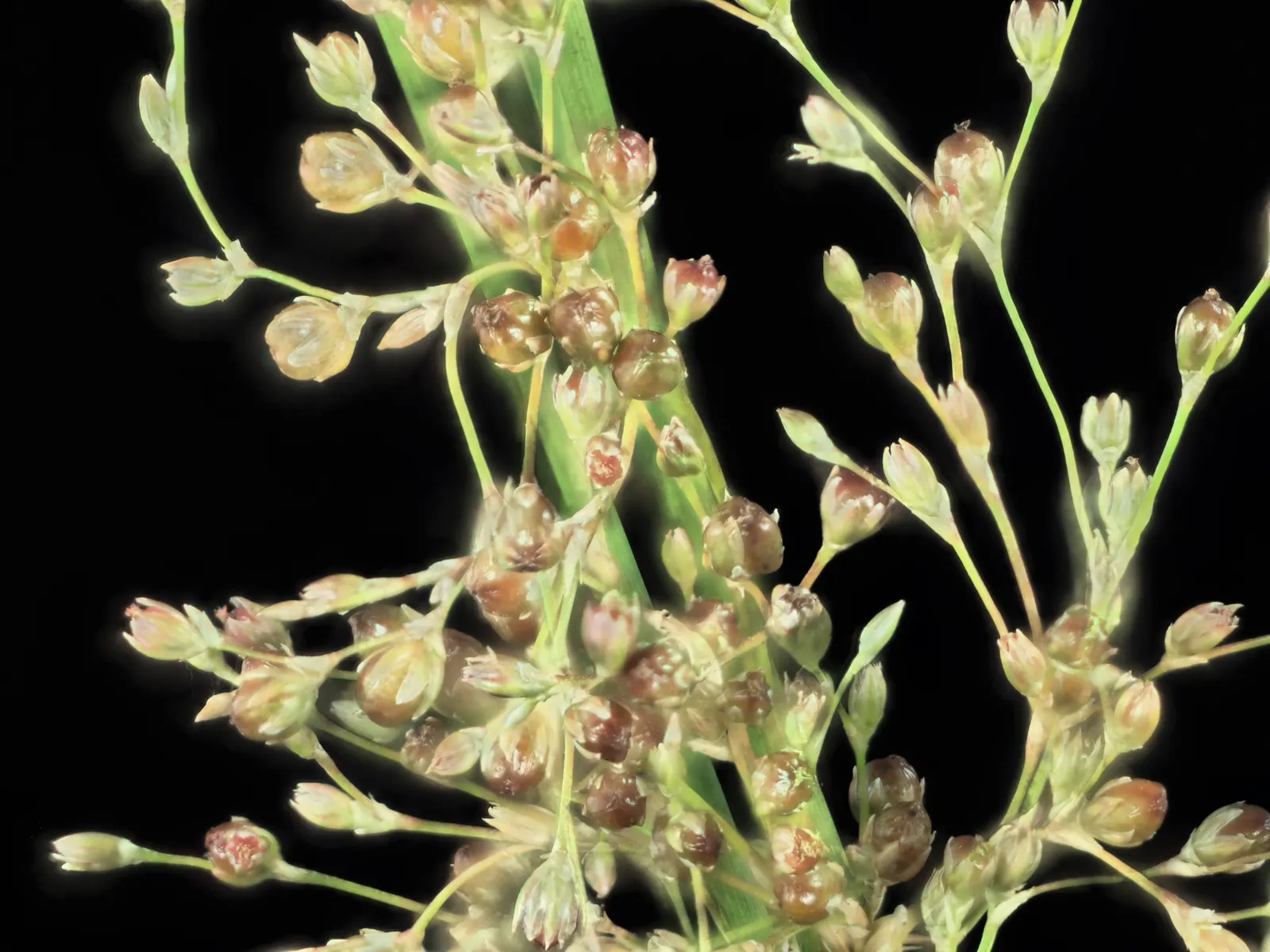 Soft Rush (Juncus Effusus) — While often considered an ideal choice for wetland or aquatic settings; juncus effusus can tolerate partial shade, image 69