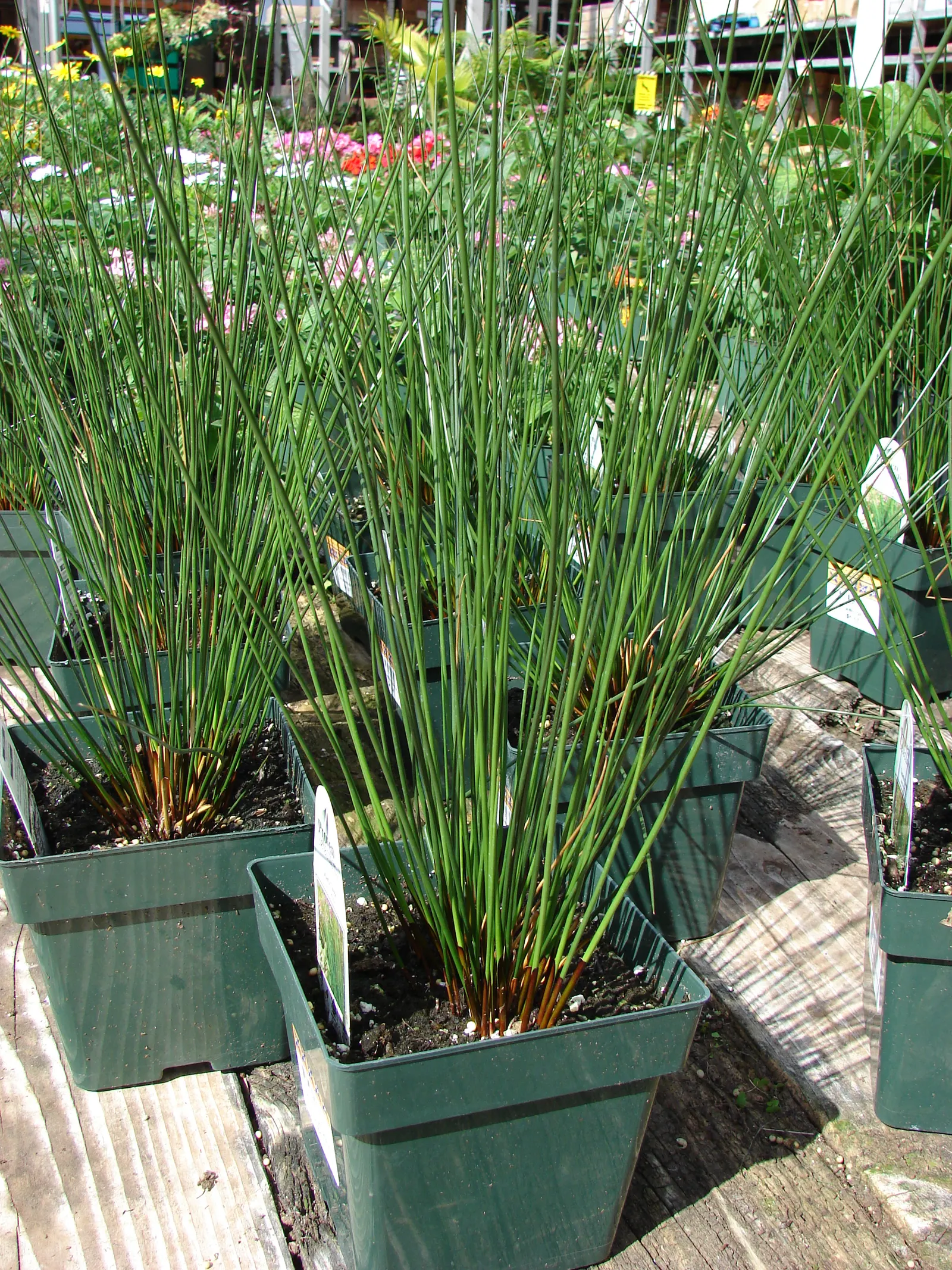 Soft Rush (Juncus Effusus) — While the blooms are not the main attraction