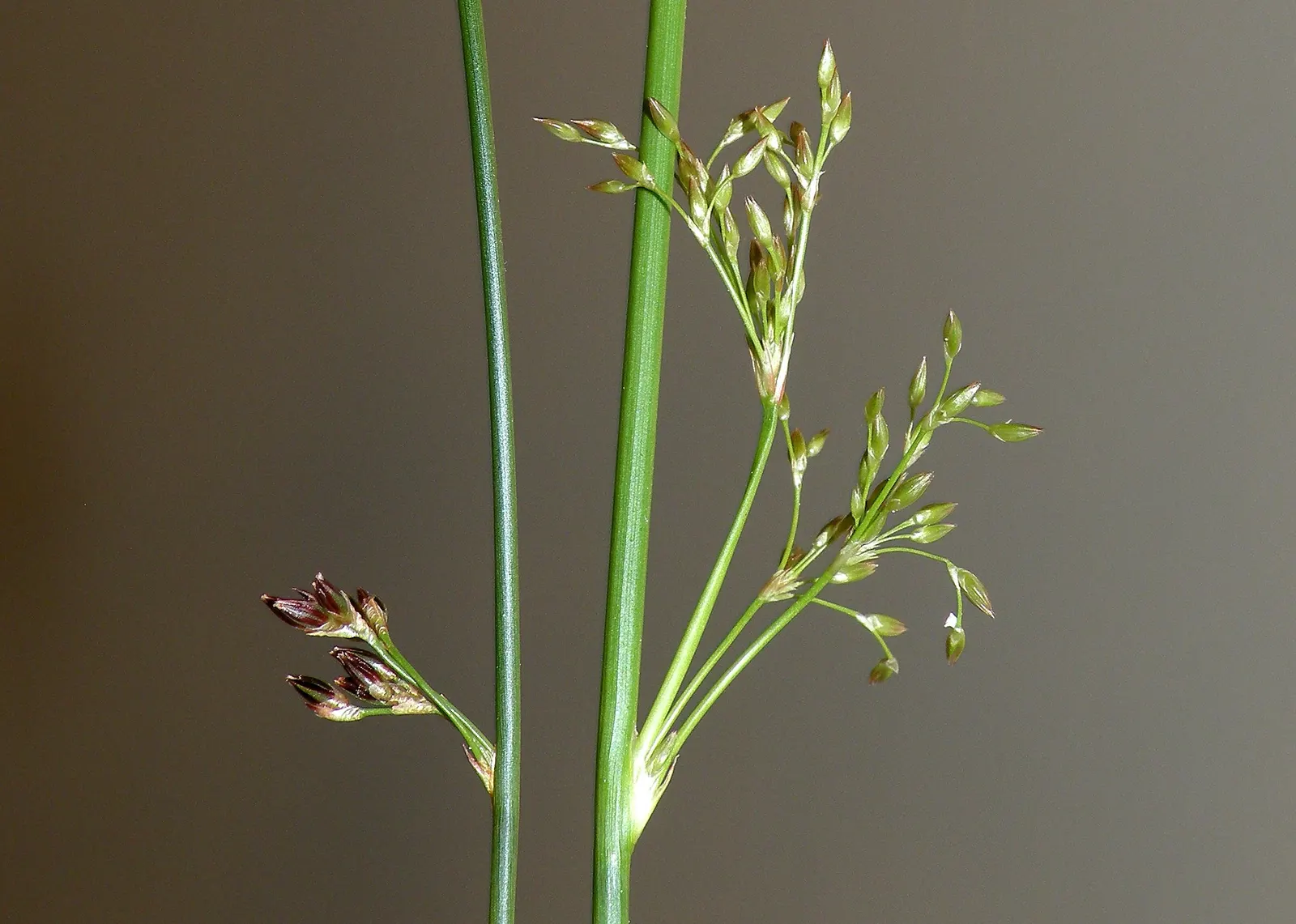 Soft Rush (Juncus Effusus) — provided the soil remains consistently moist.<br><br>Native to marshes and wet meadows; is an herbaceous perennial esteemed for