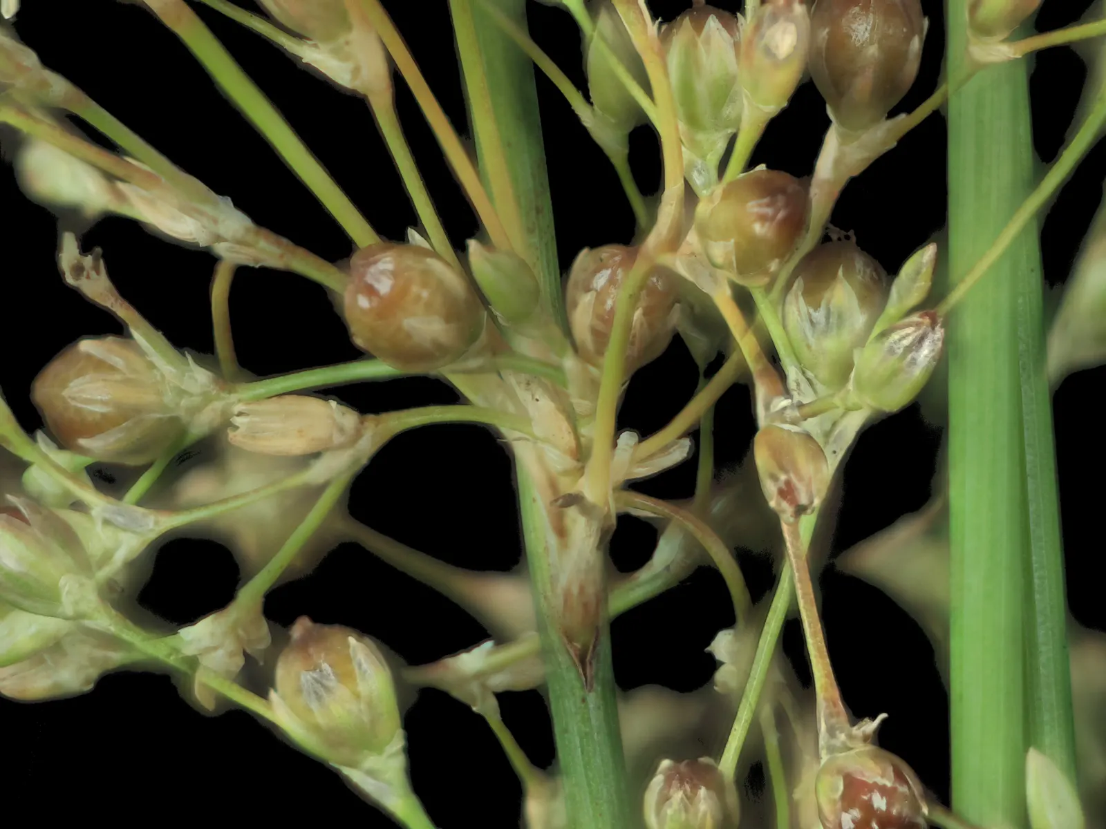 Soft Rush (Juncus Effusus) — inconspicuous brown blooms at the stem tips; while the blooms are not the main attraction