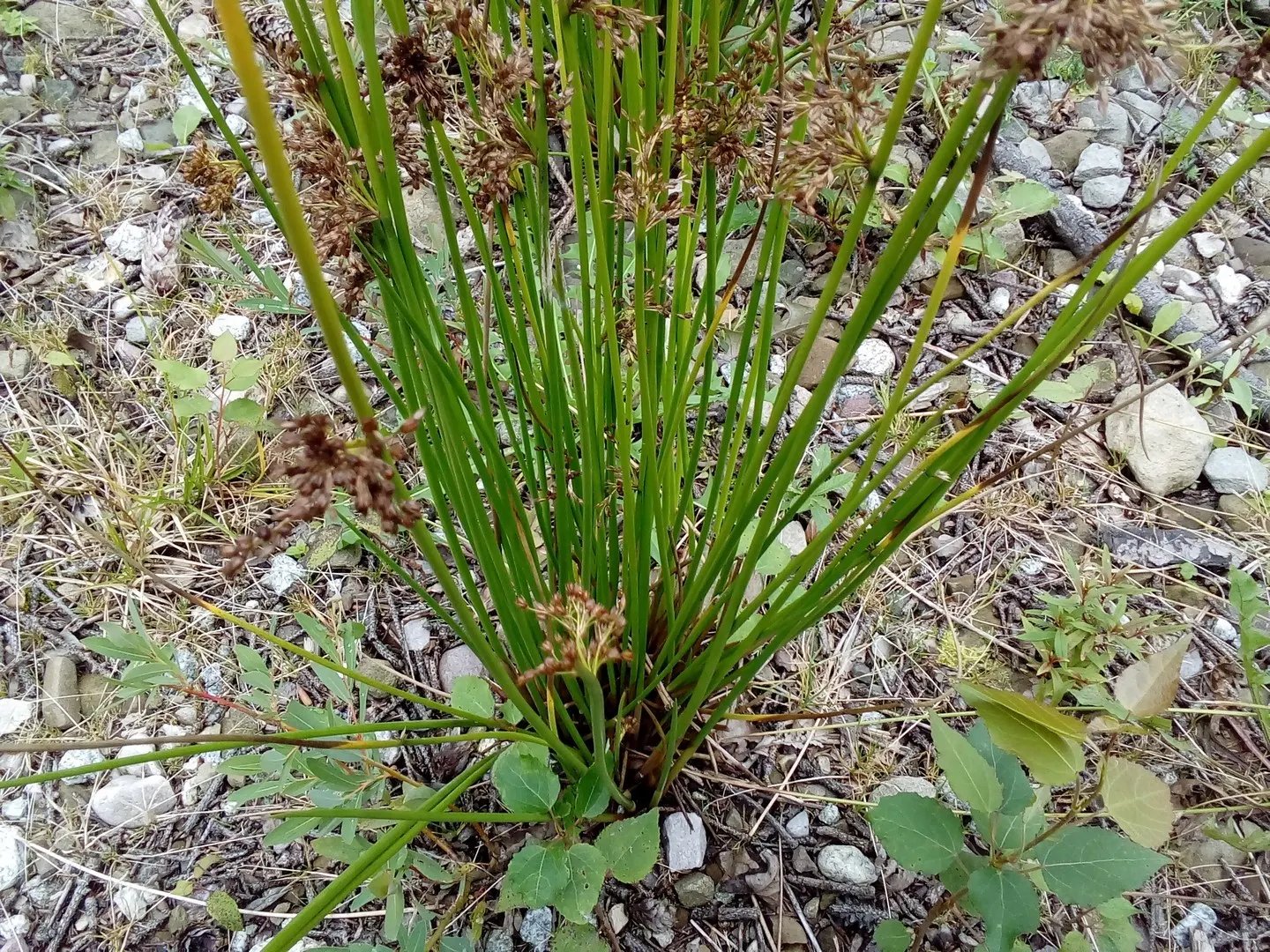 Soft Rush (Juncus Effusus) — scientifically named Juncus effusus; cylindrical stems create a striking fountain-like clump, image 93