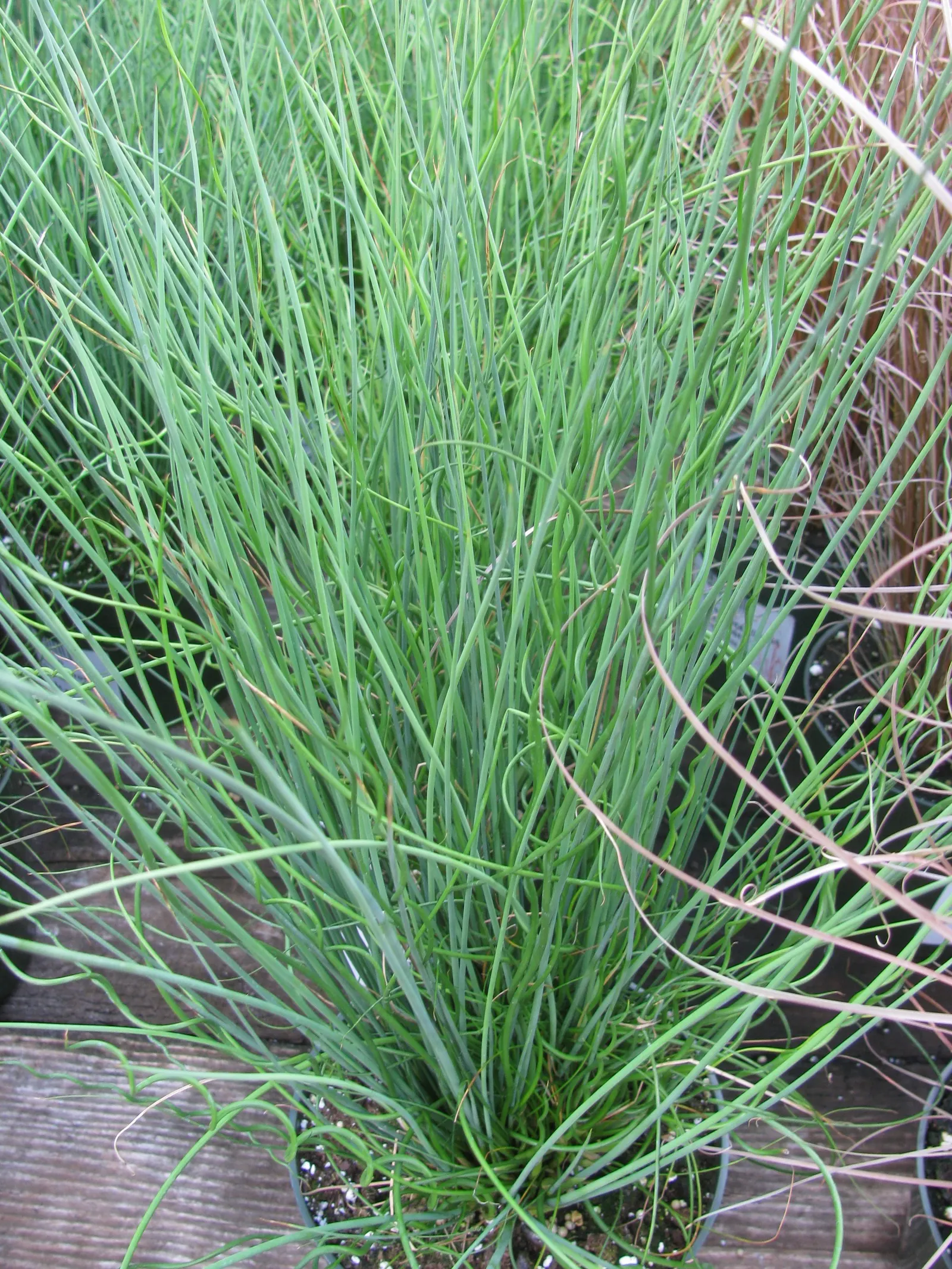 Soft Rush (Juncus Effusus) — Juncus effusus offers an appealing texture contrast when placed against broad-leaved plants or groundcovers; inconspicuous brown