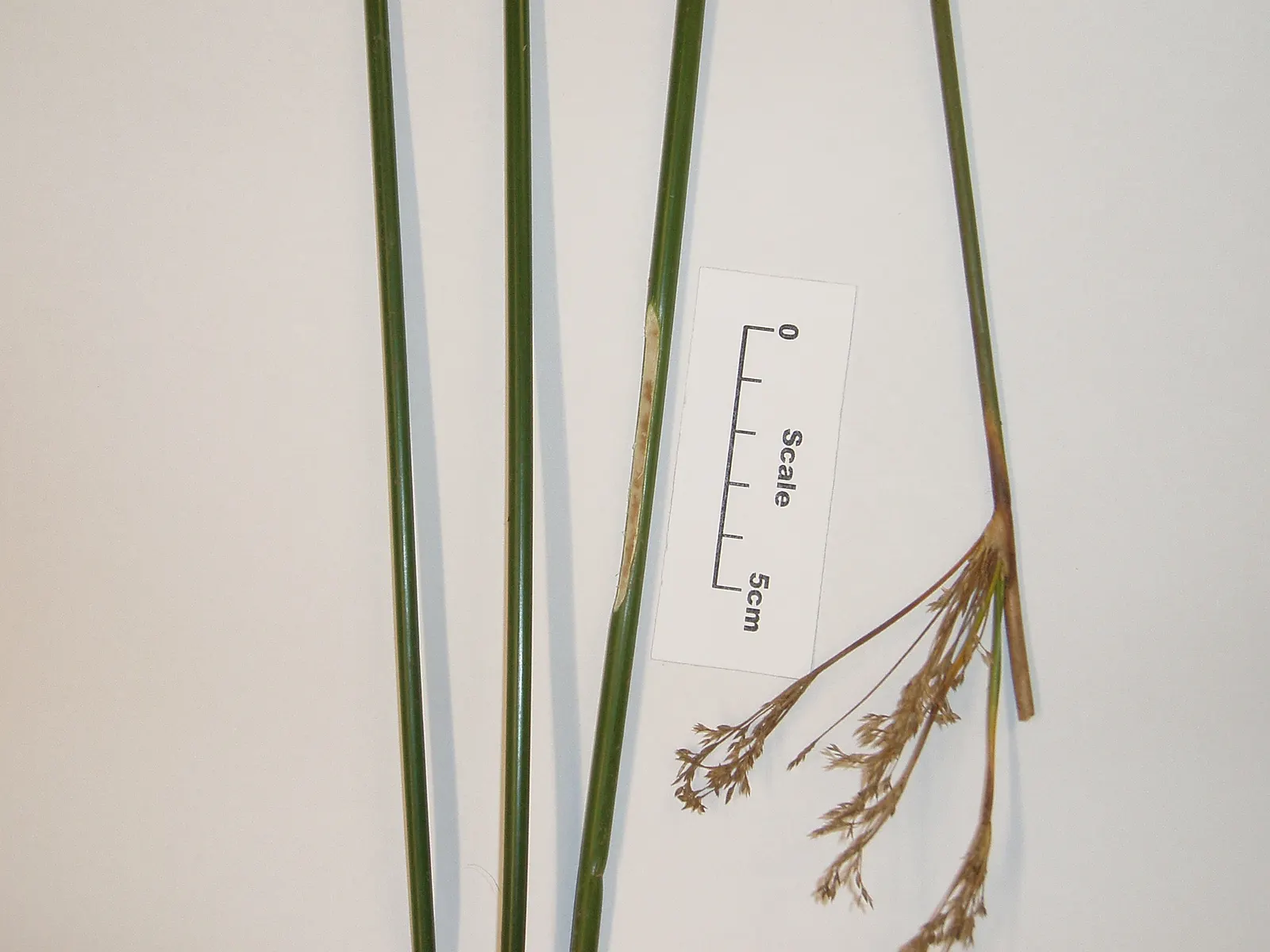 Soft Rush (Juncus Effusus) — Ideal for wet areas, it excels in water gardens or damp soils
