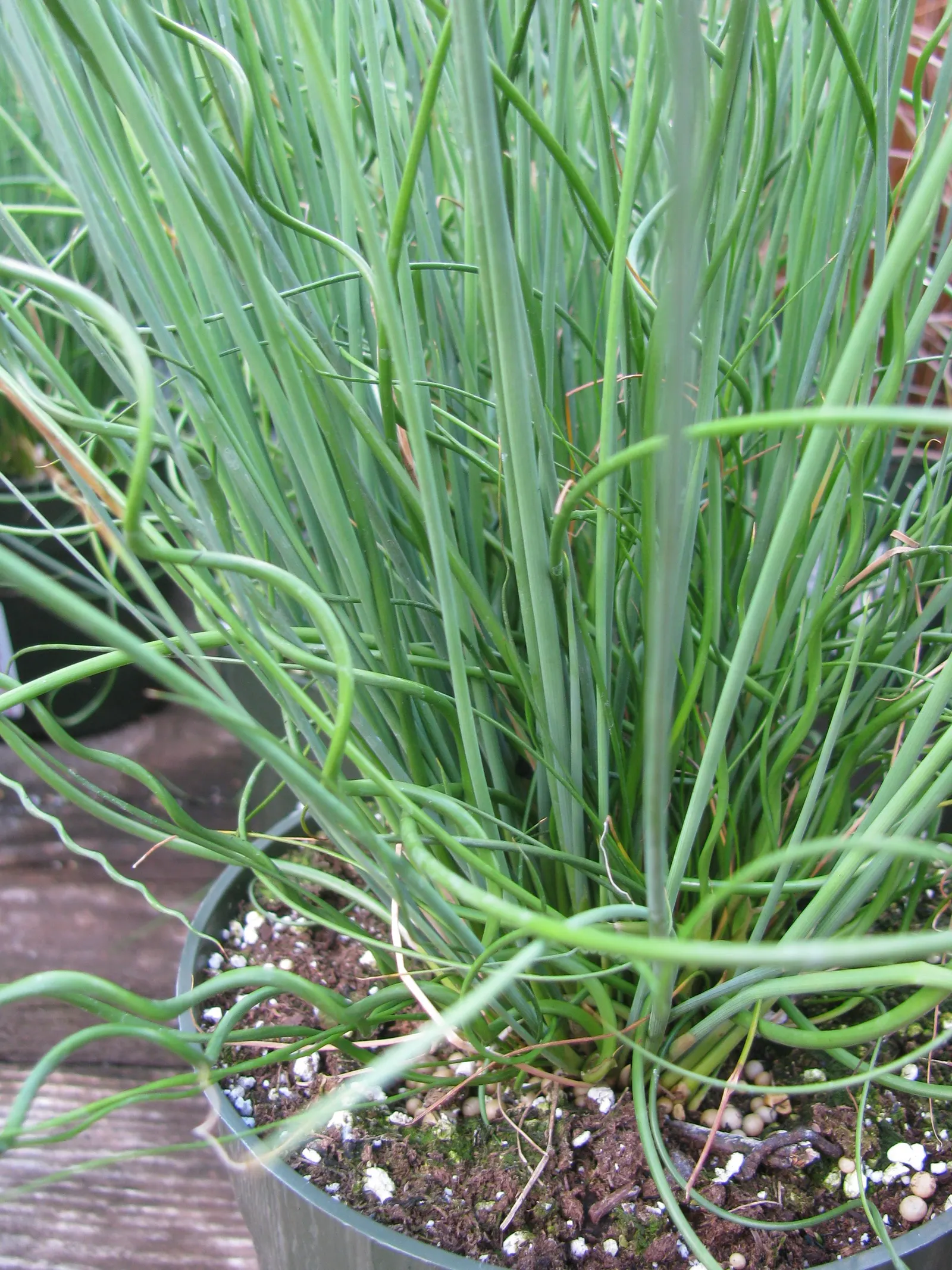 Soft Rush (Juncus Effusus) — is an elegant perennial that brings a touch of graceful; though it may result in less dense growth, image 94