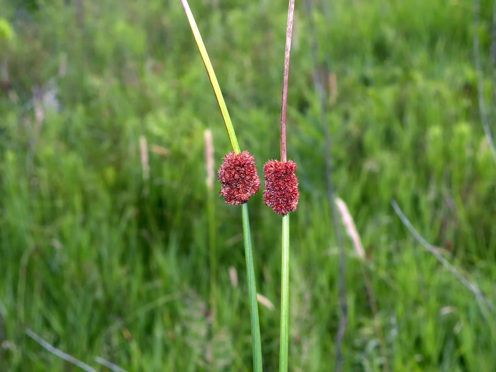Soft Rush (Juncus Effusus) — scientifically named Juncus effusus