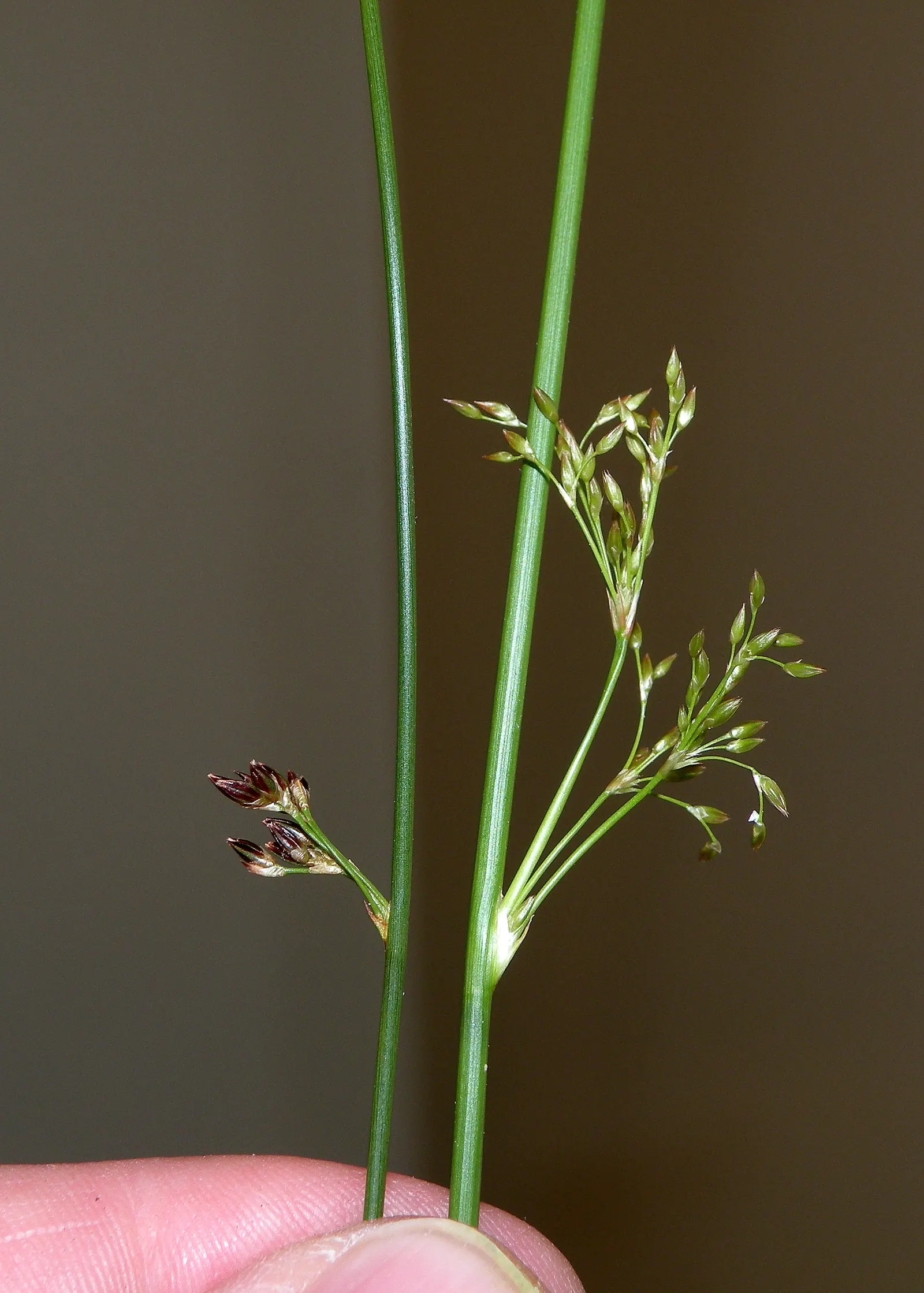 Soft Rush (Juncus Effusus) — is an elegant perennial that brings a touch of graceful; though it may result in less dense growth