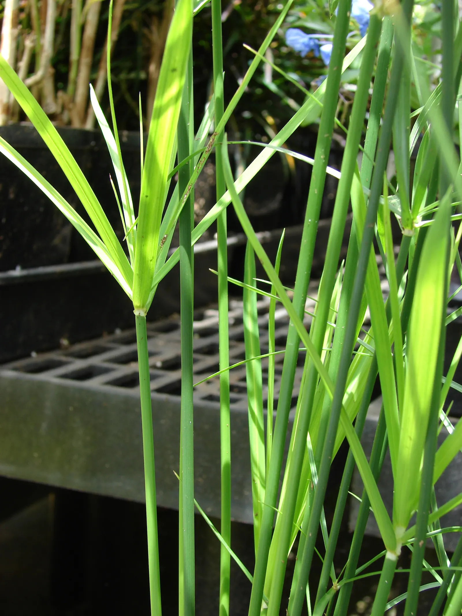 Soft Rush (Juncus Effusus) — Ideal for wet areas, it excels in water gardens or damp soils; it requires minimal maintenance and is not typically, image 90
