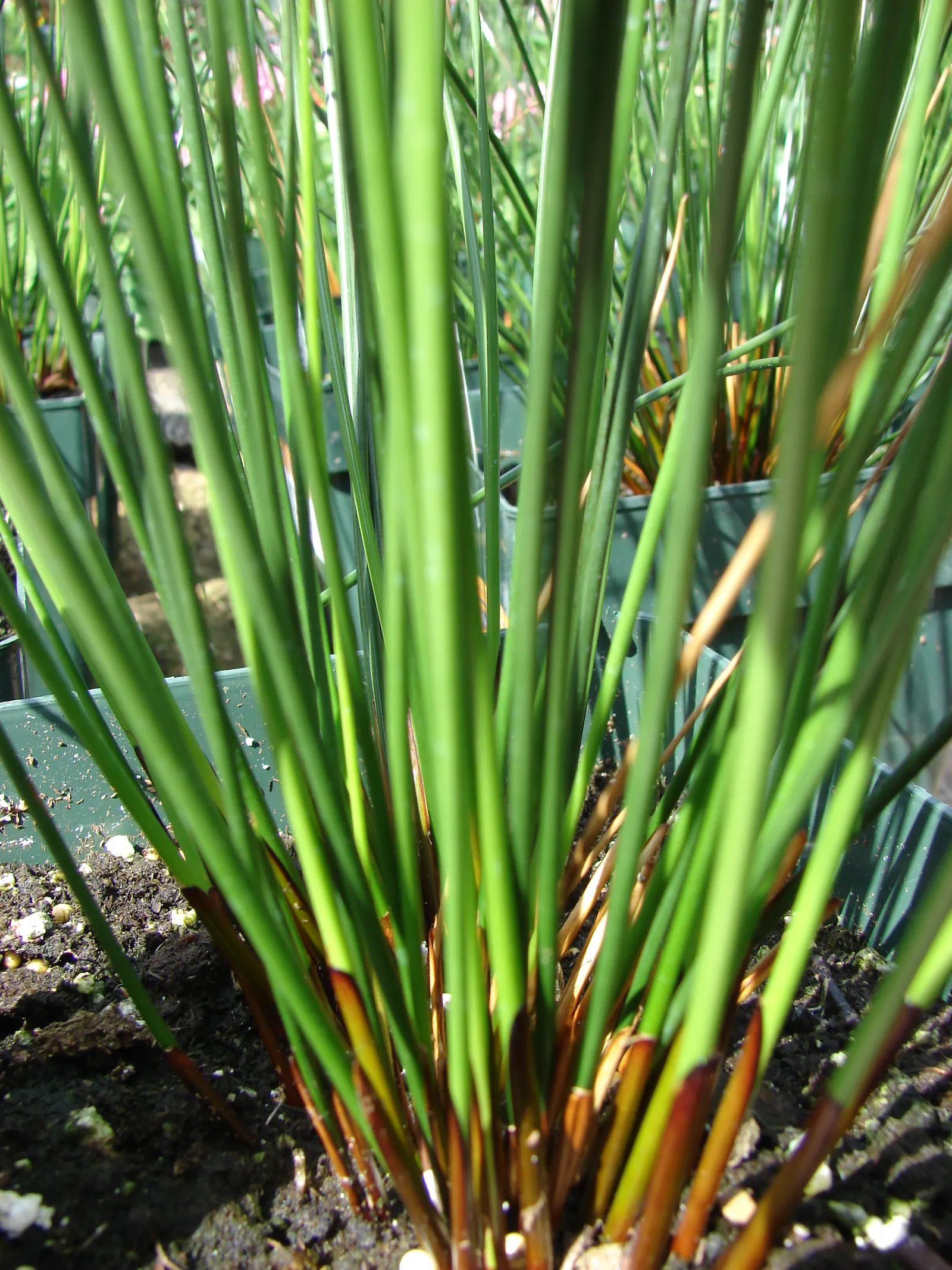 Soft Rush (Juncus Effusus) — grass with gold blooms; <br><br>The Soft Rush flowers from June to September, image 86