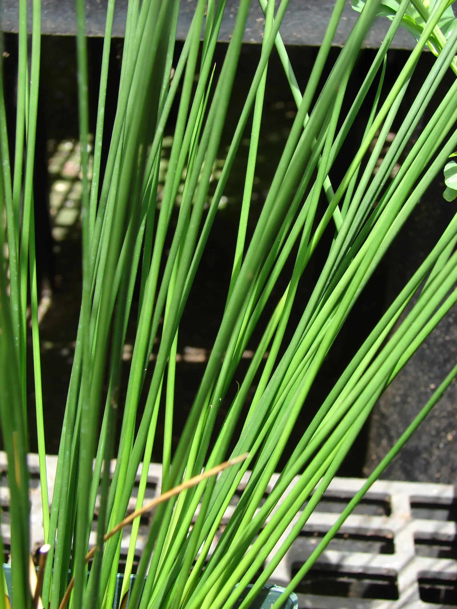 Soft Rush (Juncus Effusus) — Growing to a height of 1.5 to 4 feet tall with a similar spread of 1 to 2 feet; it thrives in USDA Zones 4-9, reaching 2-4 feet