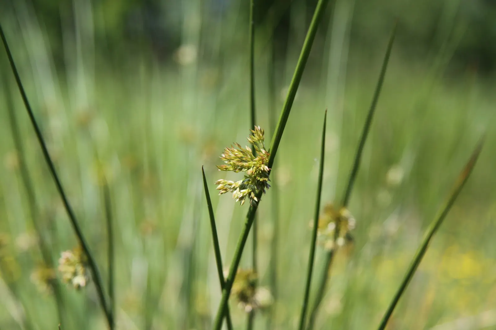 Soft Rush (Juncus Effusus) — this hardy plant thrives in USDA hardiness zones 4 through 9; vertical interest to landscape designs, image 72