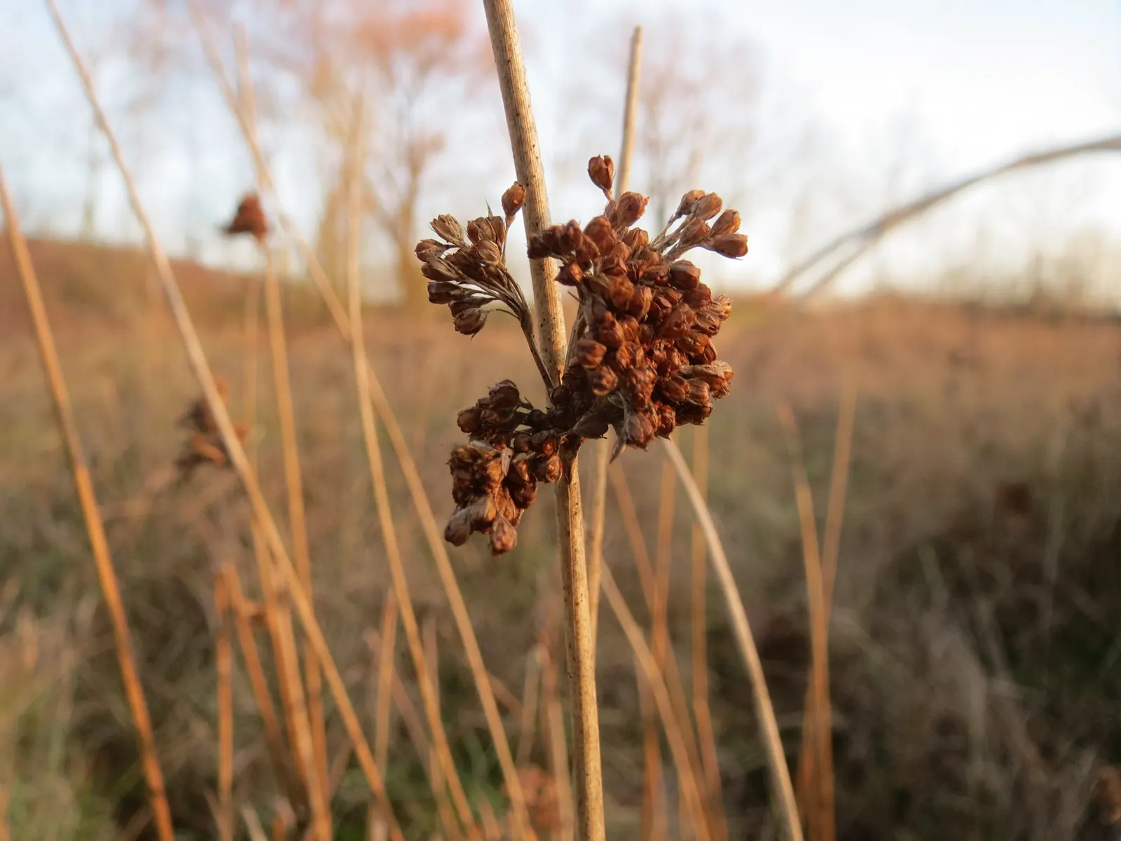 Soft Rush (Juncus Effusus) — provided the soil remains consistently moist.<br><br>Native to marshes and wet meadows; is an herbaceous perennial, image 71
