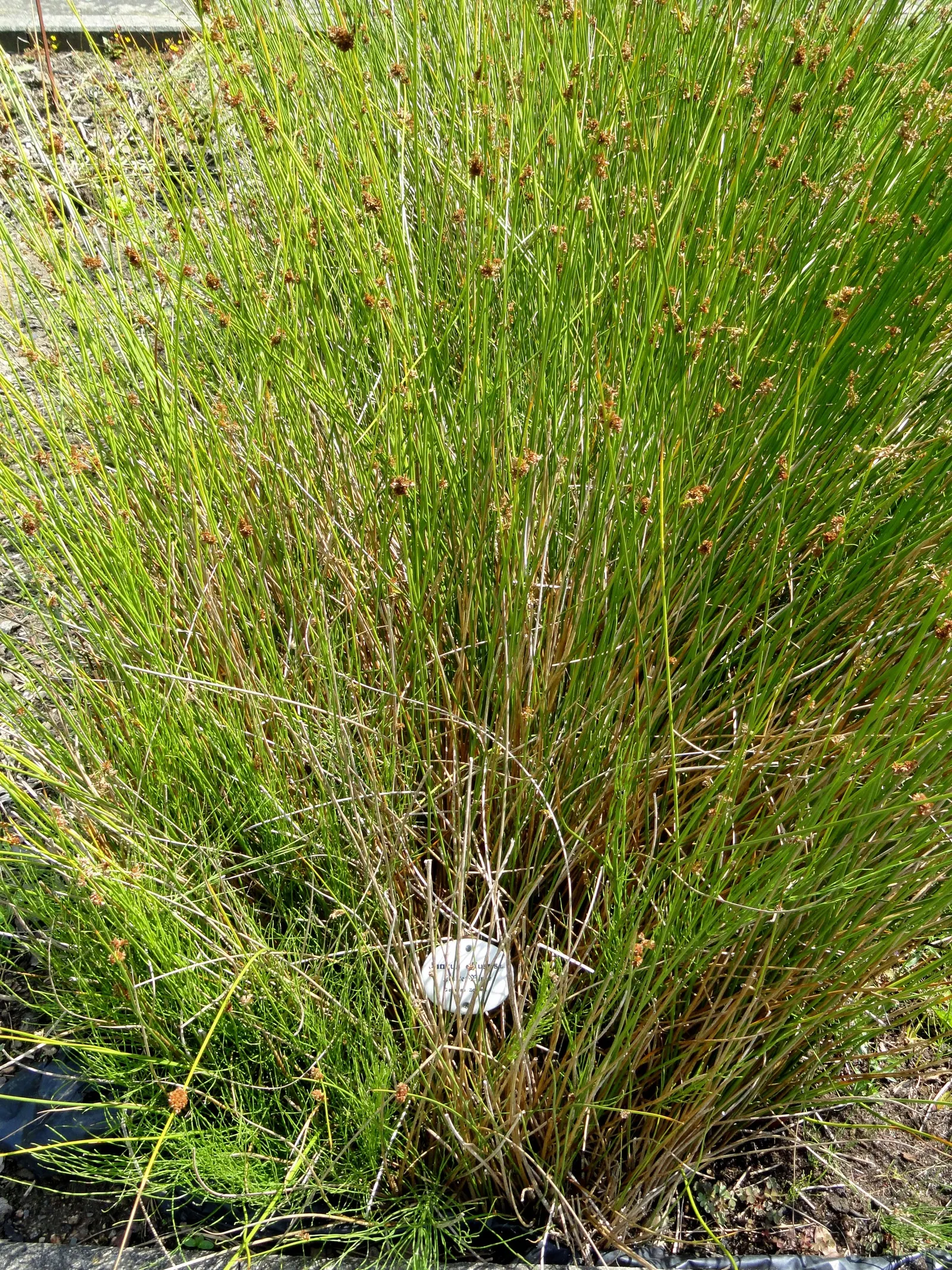 Soft Rush (Juncus Effusus) — It thrives in USDA Zones 4-9, reaching 2-4 feet tall with a 1-2 foot spread