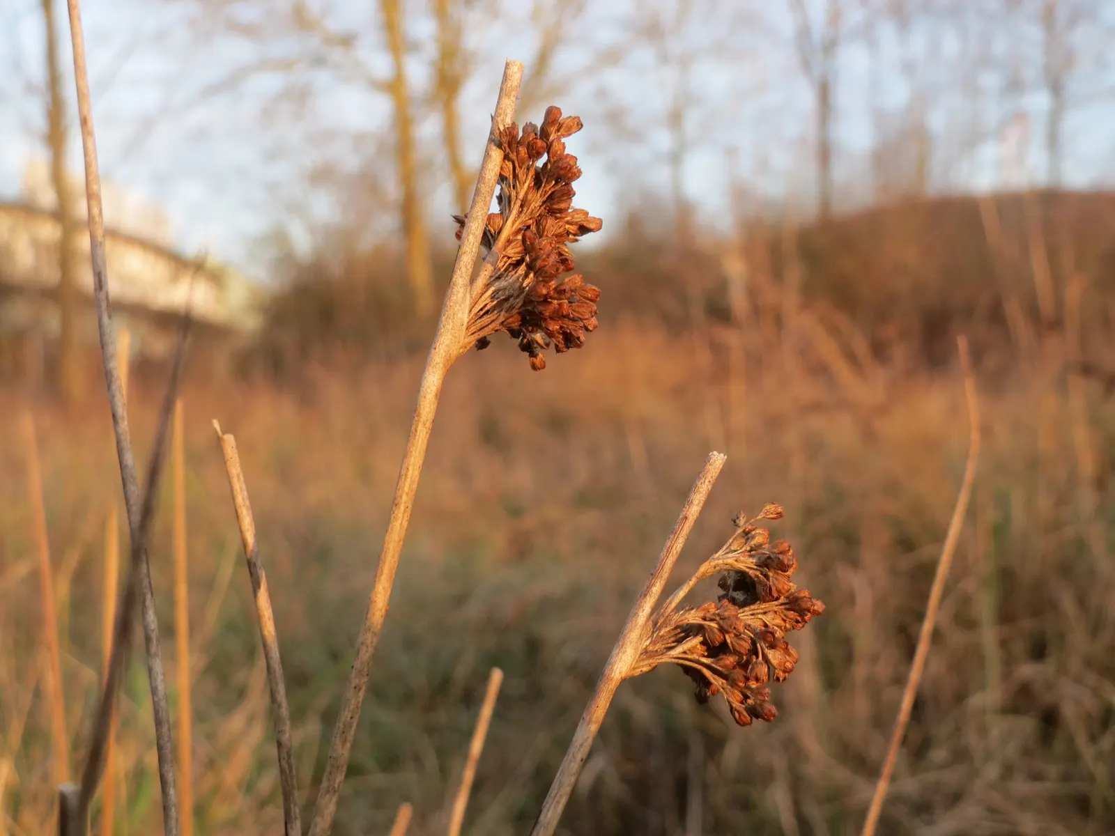 Soft Rush (Juncus Effusus) — Juncus effusus can tolerate partial shade; they add subtle interest and can be a conversation starter for curious, image 74