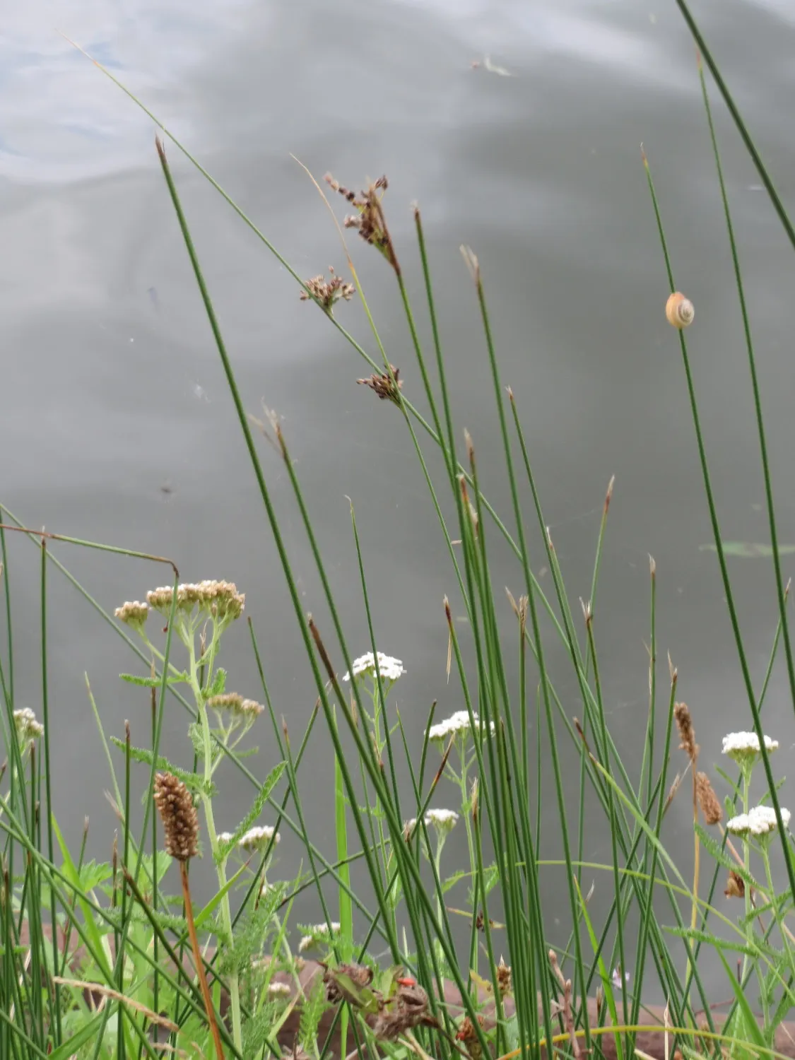 Soft Rush (Juncus Effusus) — grass with gold blooms
