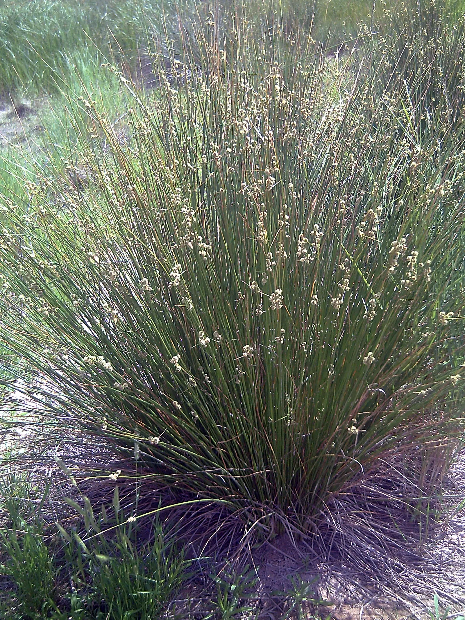 Soft Rush (Juncus Effusus) — Juncus effusus can tolerate partial shade; they add subtle interest and can be a conversation starter for curious