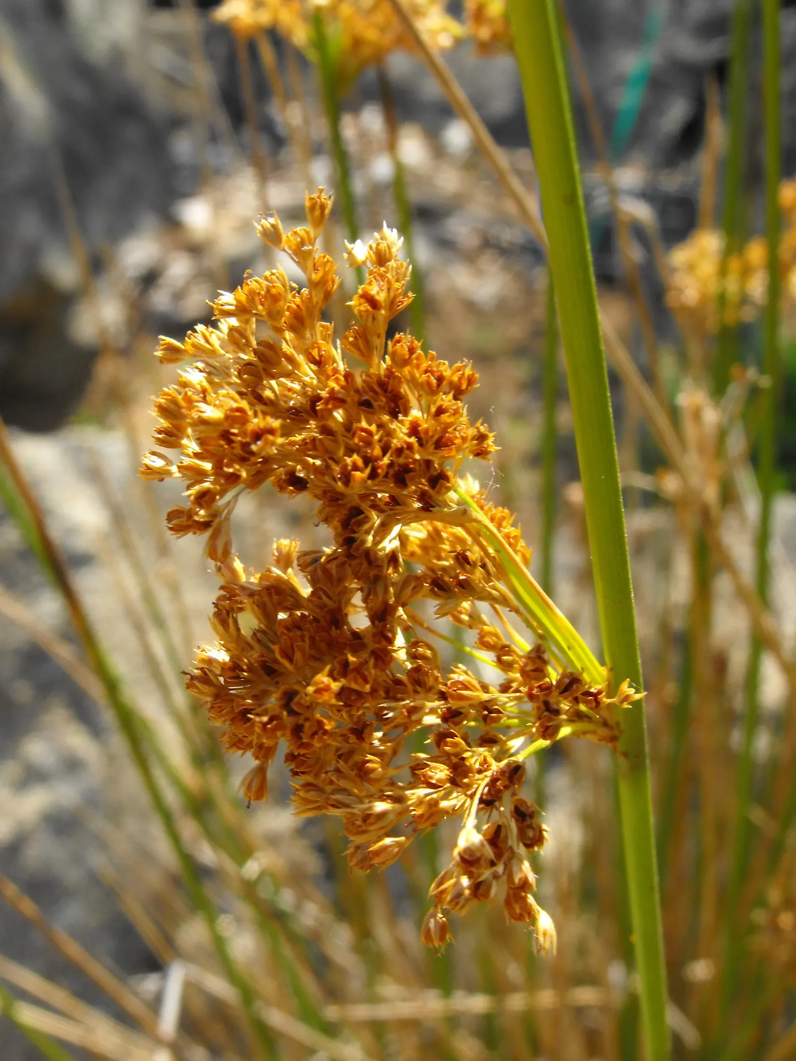 Soft Rush (Juncus Effusus) — preferring full sun to part shade; ideal for wet areas, it excels in water gardens or damp soils
