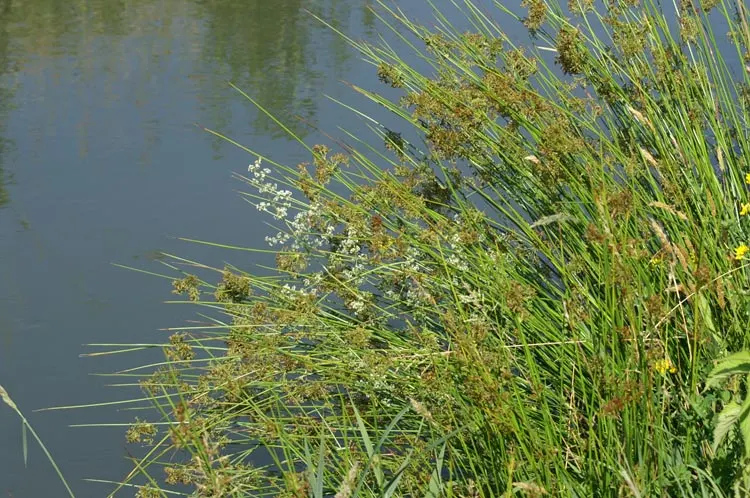Soft Rush (Juncus Effusus) — though it may result in less dense growth; grass for full or half or shade